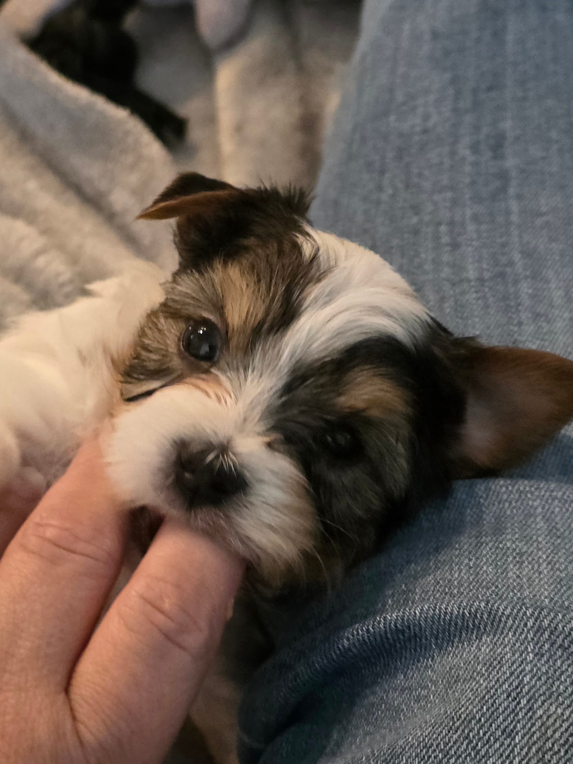 Tiny – Yorkshire Terrier puppy for sale in Spring Hill, FL