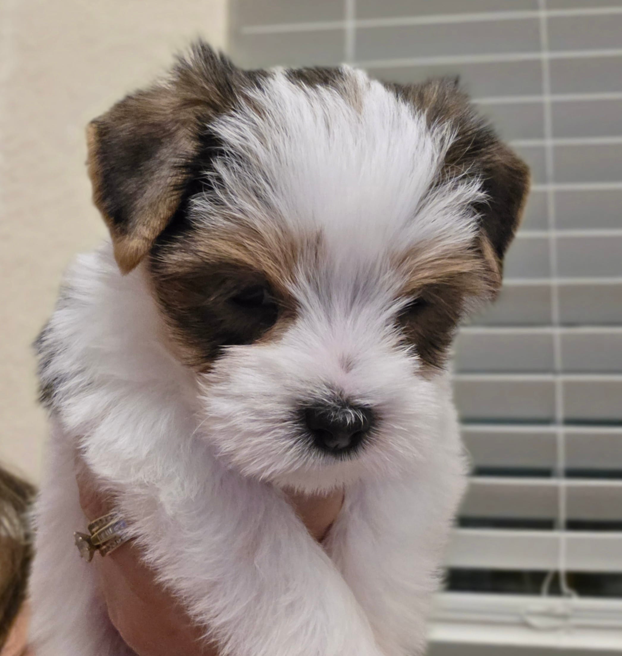 Diamond – Yorkshire Terrier puppy for sale in Spring Hill, FL
