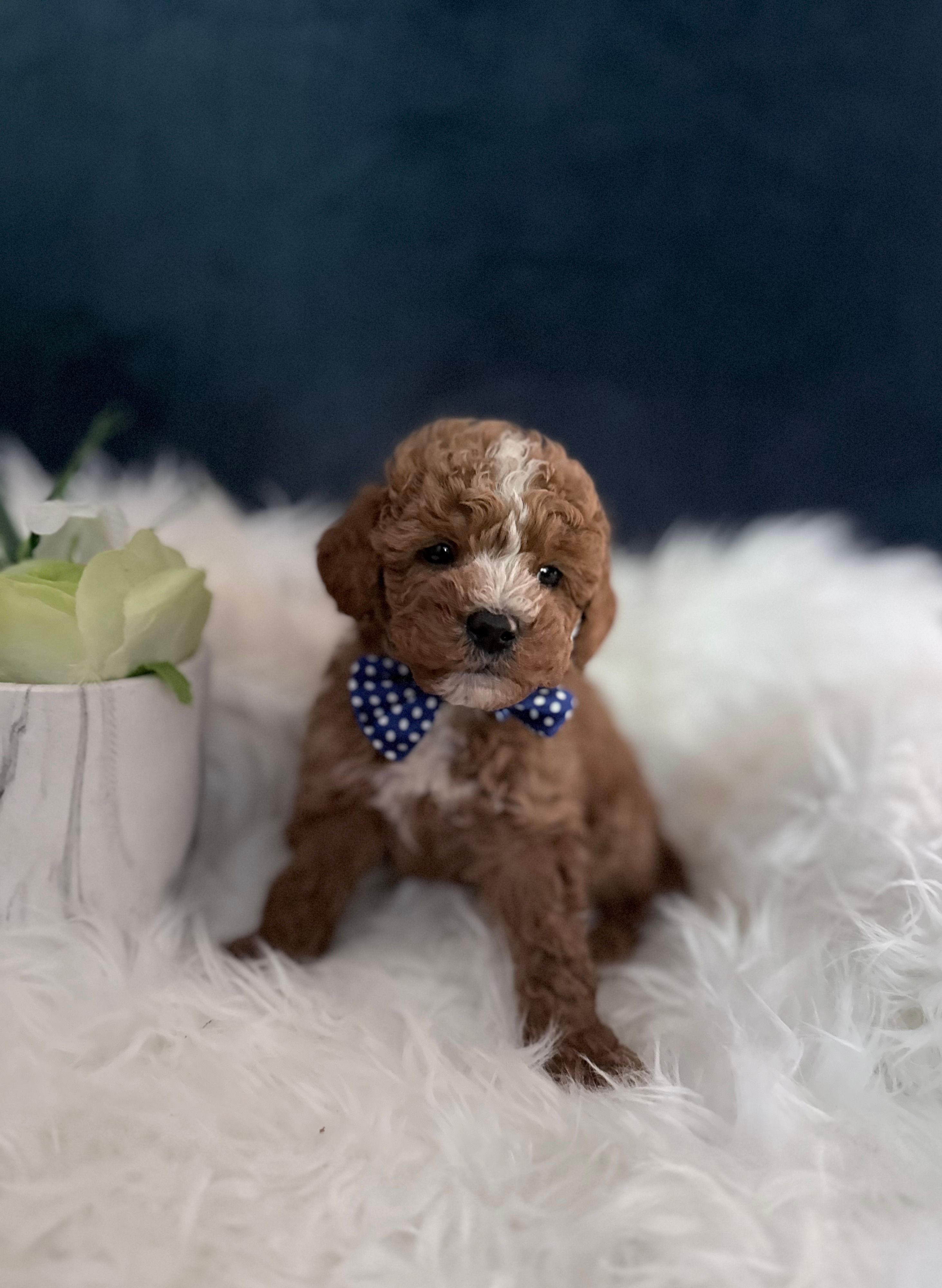 Tucker  – Miniature Goldendoodle puppy for sale in Homewood, IL