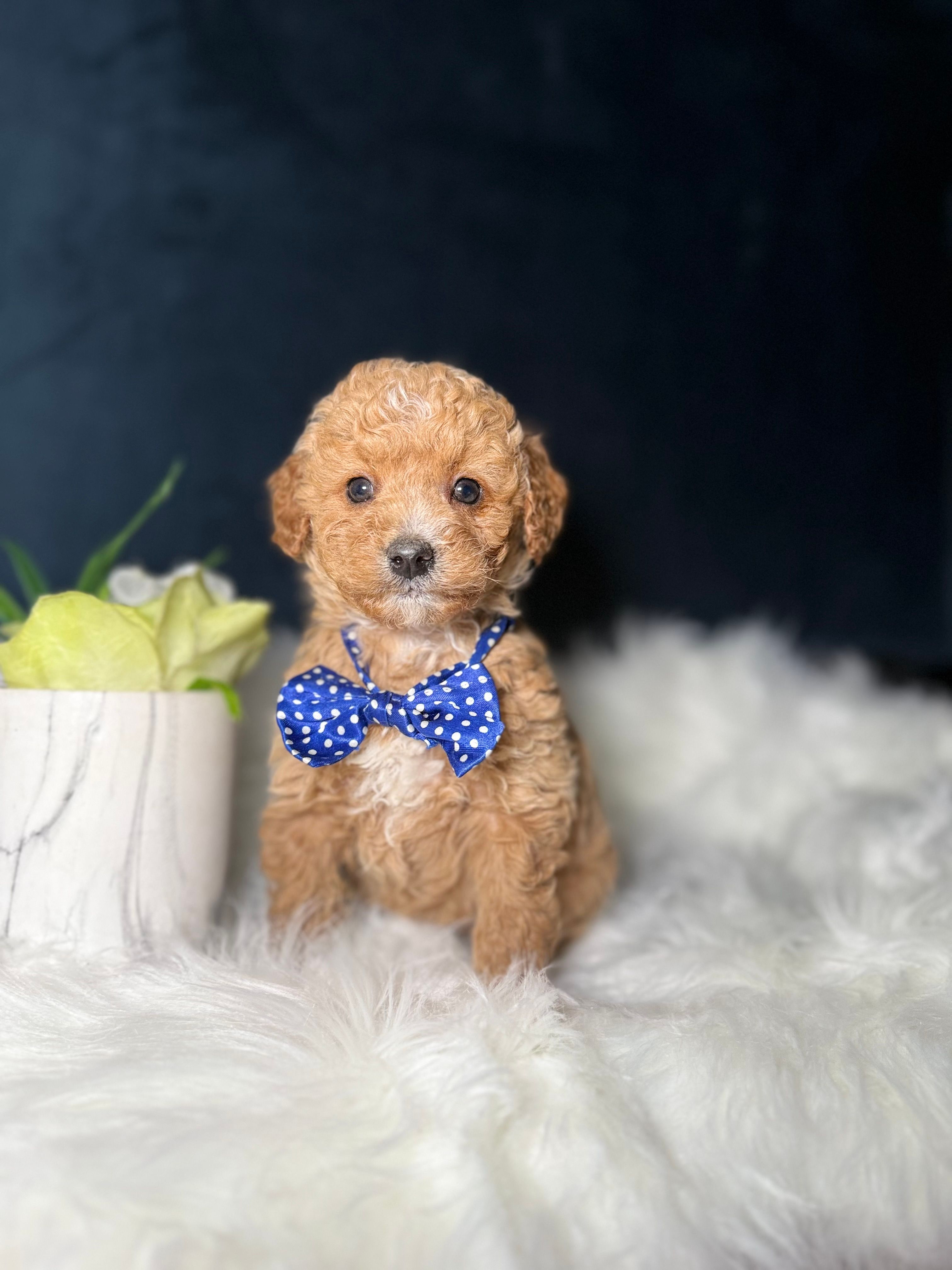 Tito  – Miniature Goldendoodle puppy for sale in Homewood, IL