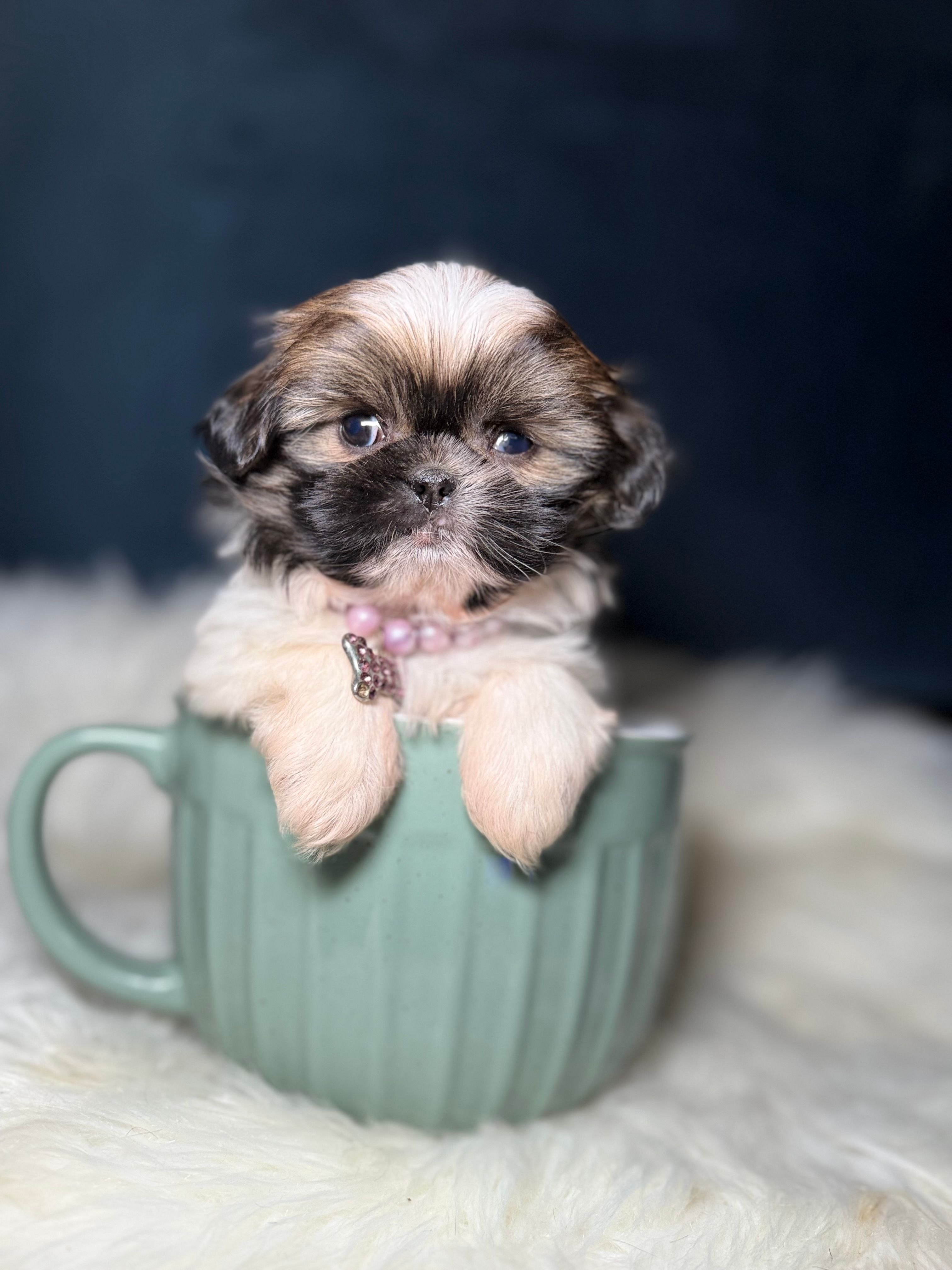 Molly  – Shih Tzu puppy for sale in Homewood, IL