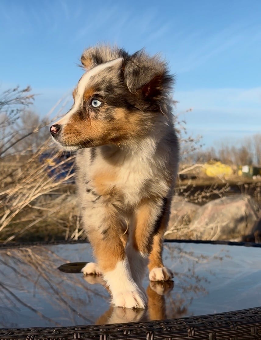 Danny – Australian Shepherd puppy for sale in Watkins, MN