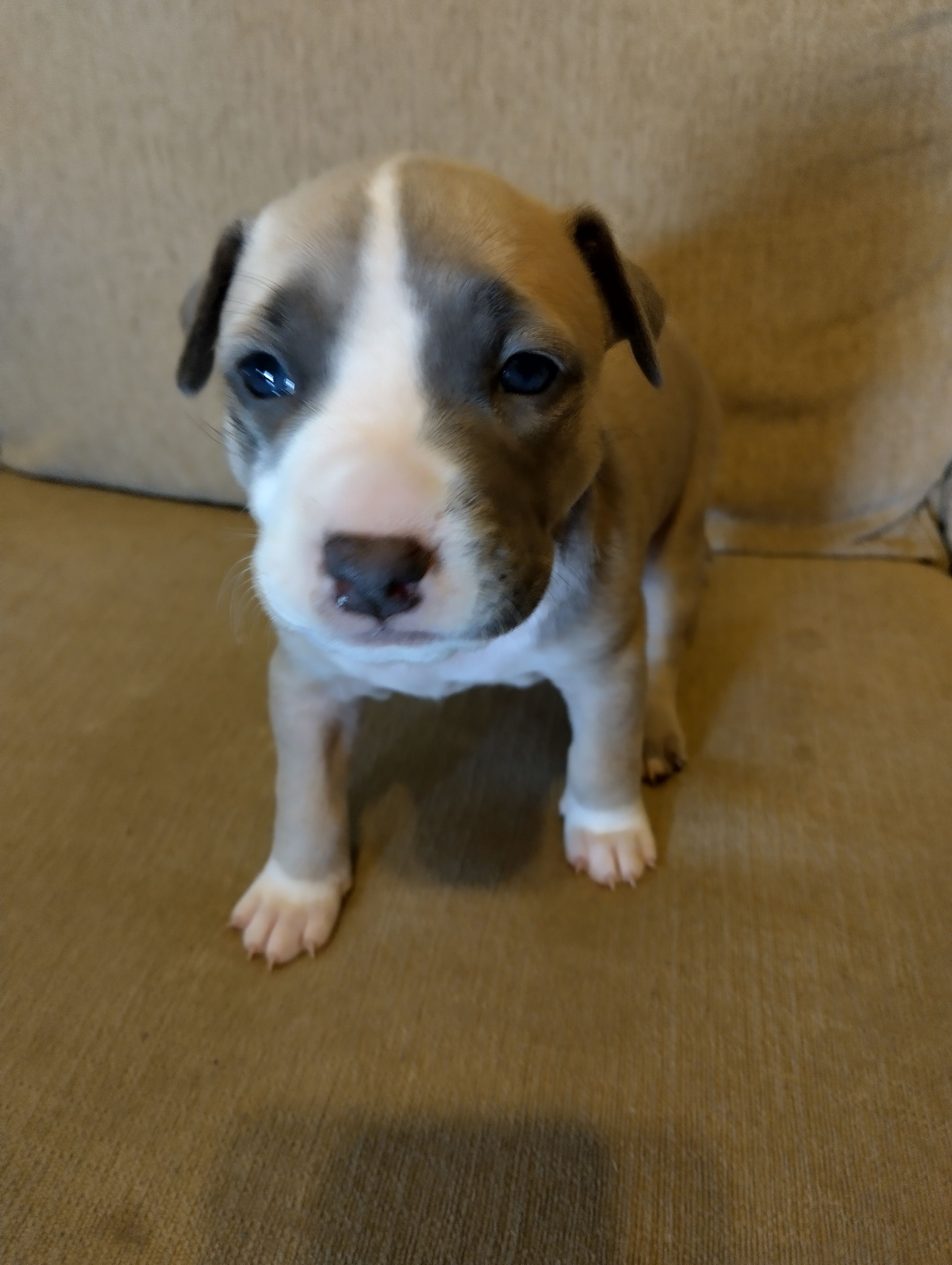 Sheshe – American Bully, American Pit Bull Terrier puppy for sale in Portsmouth, VA