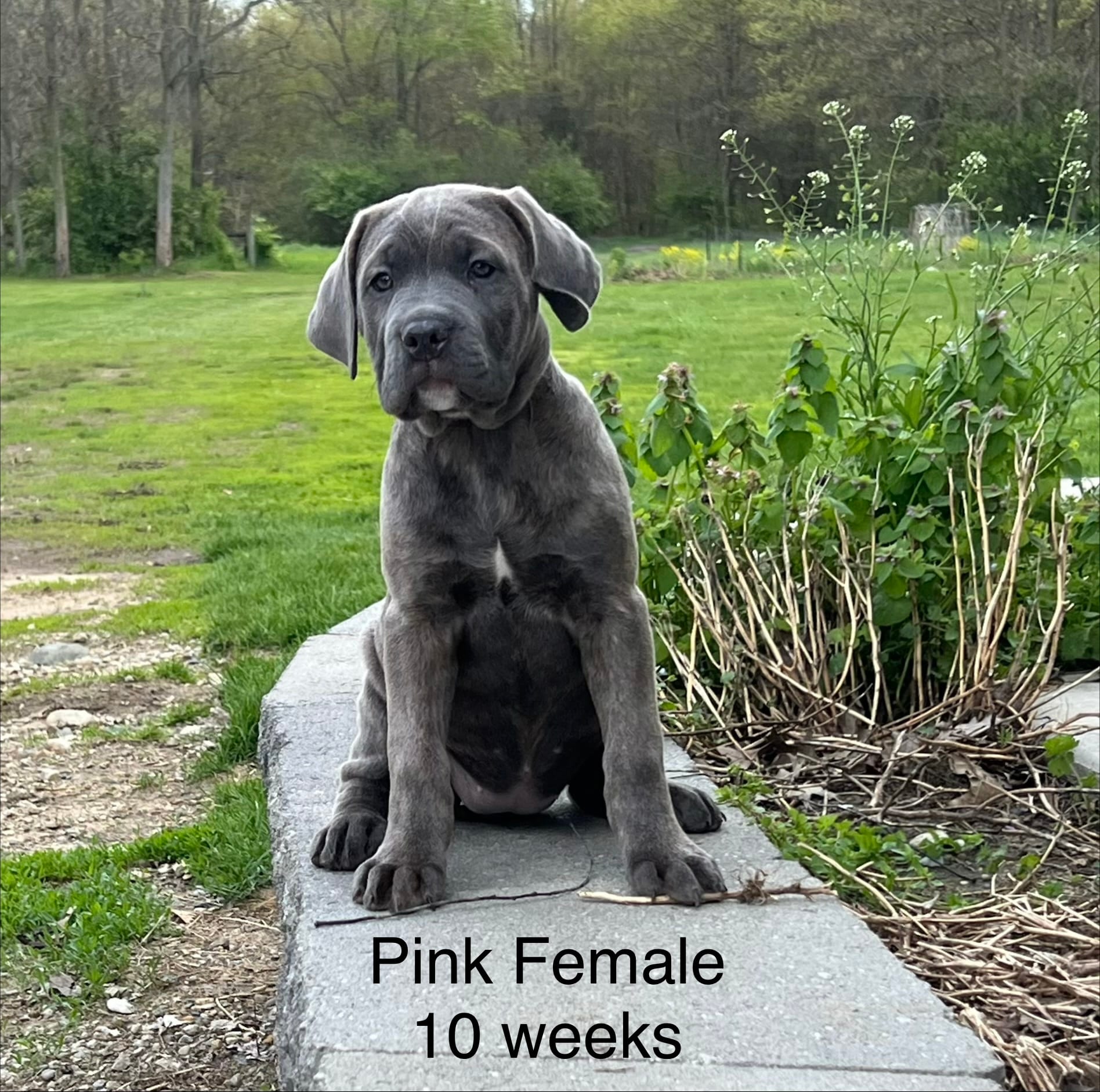 Light Pink  – Cane Corso puppy for sale in Elkhart, IN