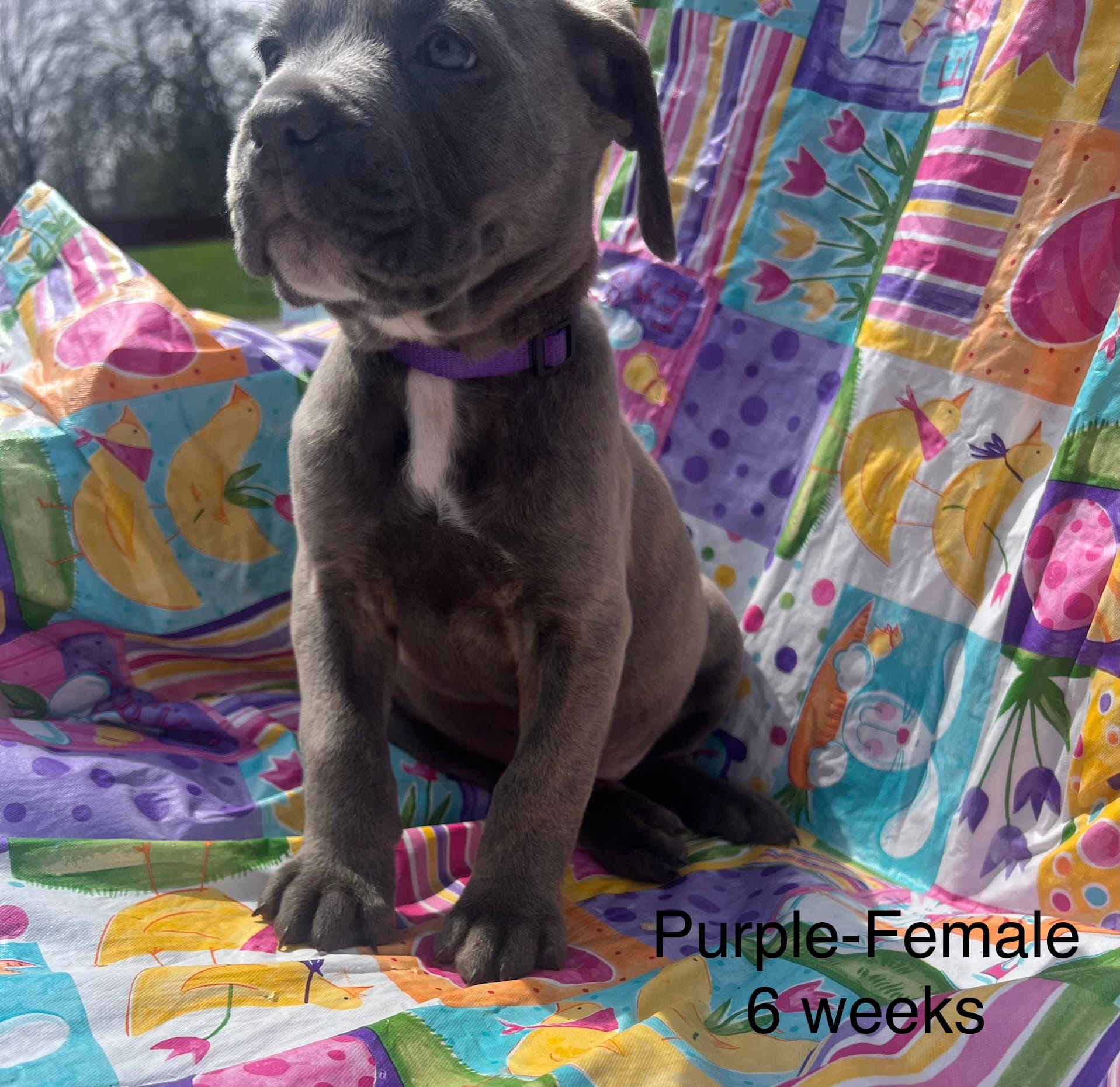 Purple – Cane Corso puppy for sale in Elkhart, IN