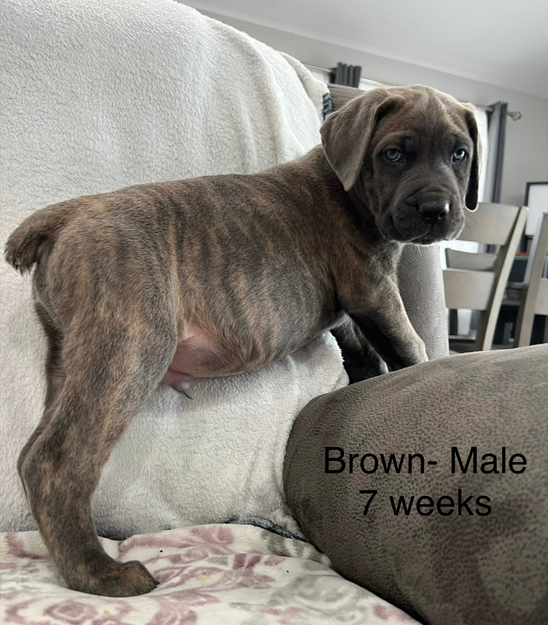 Brown Collar  – Cane Corso puppy for sale in Elkhart, IN