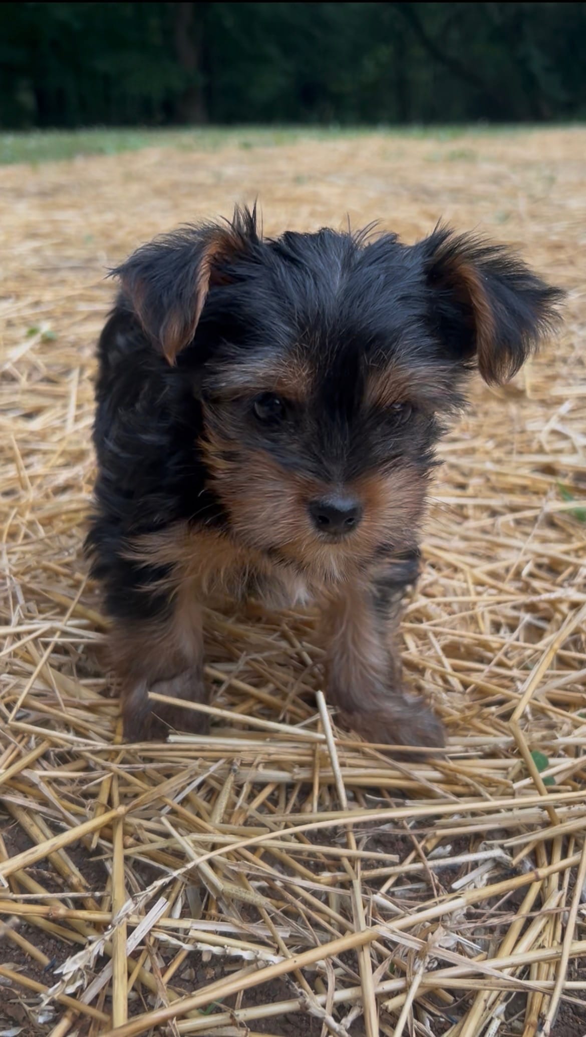 Pea – Yorkshire Terrier puppy for sale in Harriman, TN