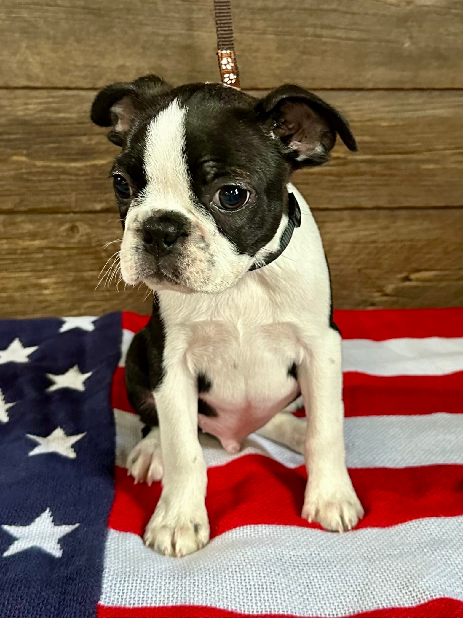 Blaze – Boston Terrier puppy for sale in Montevideo, MN