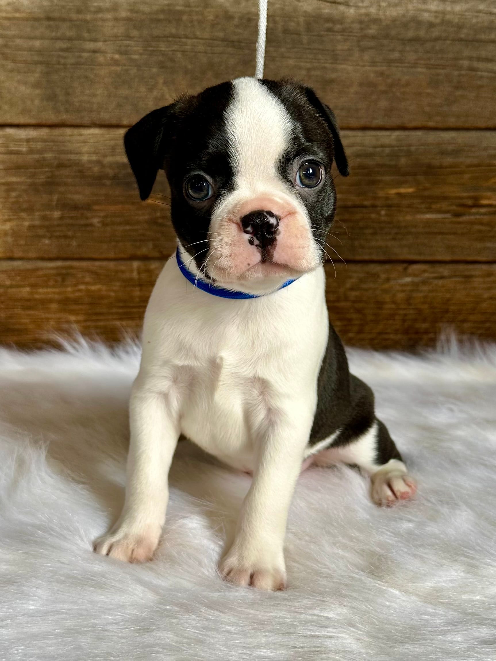 Fritz – Boston Terrier puppy for sale in Montevideo, MN