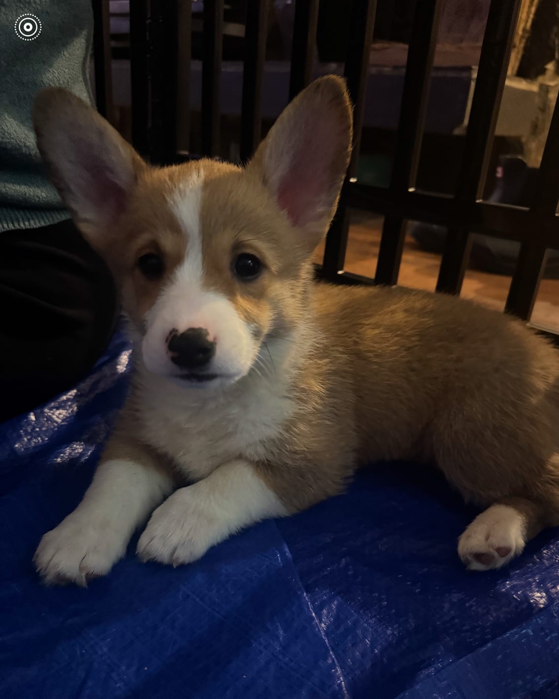 Mouse – Pembroke Welsh Corgi puppy for sale in Conway, WA