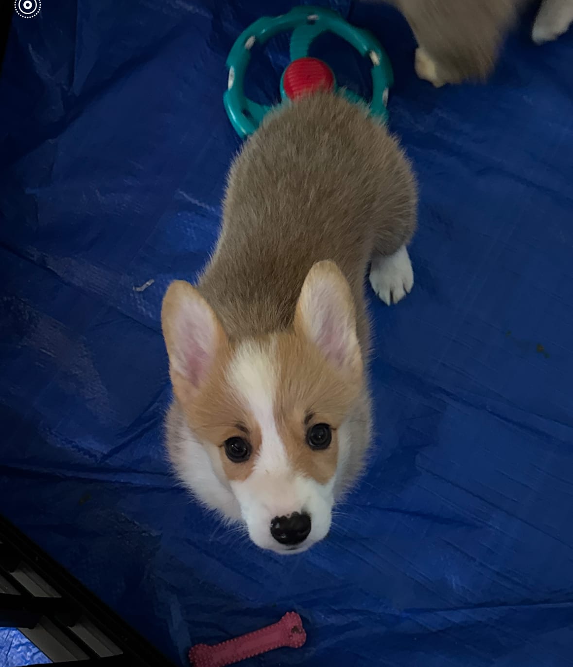 Corgi 3 – Pembroke Welsh Corgi puppy for sale in Conway, WA