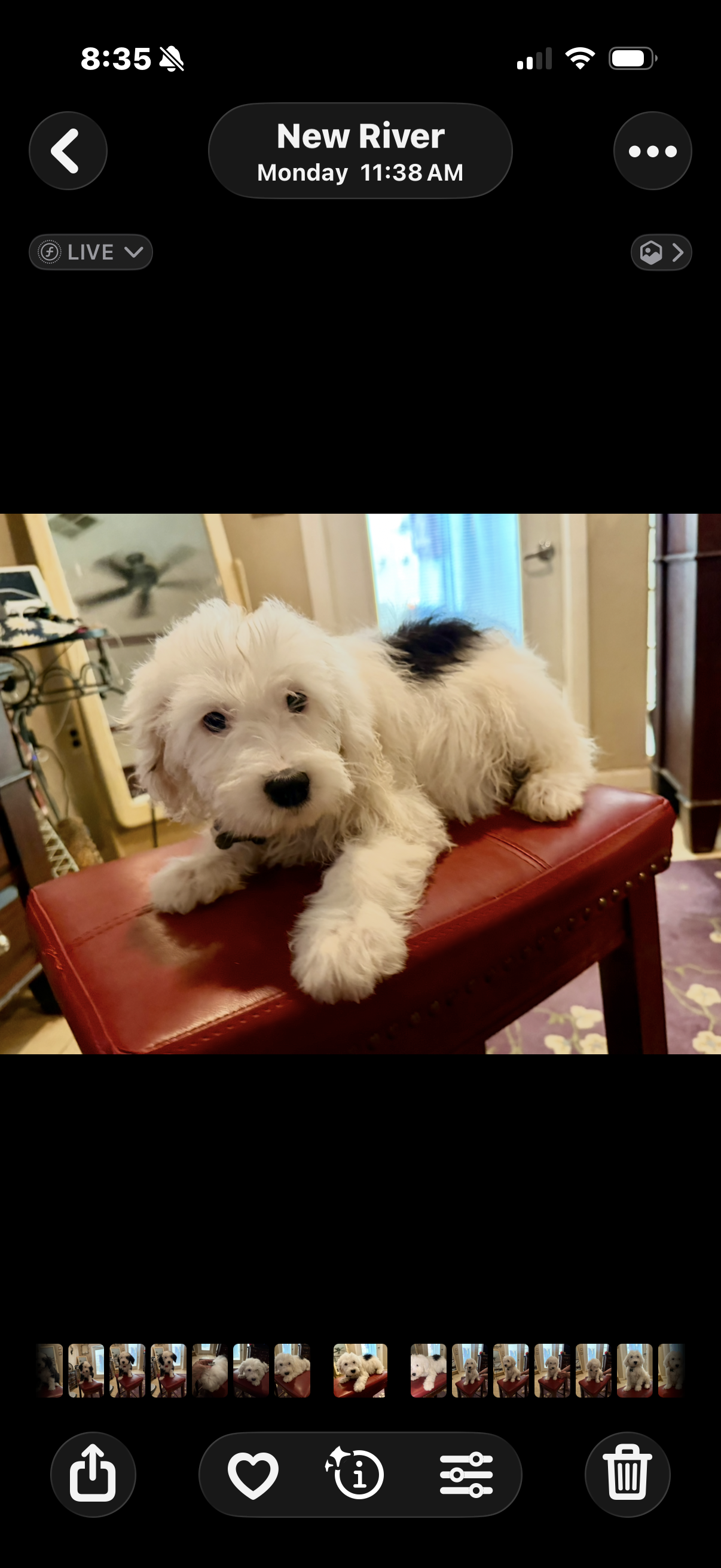 Rufas-Reduced price – Sheepadoodle puppy for sale in Phoenix, AZ