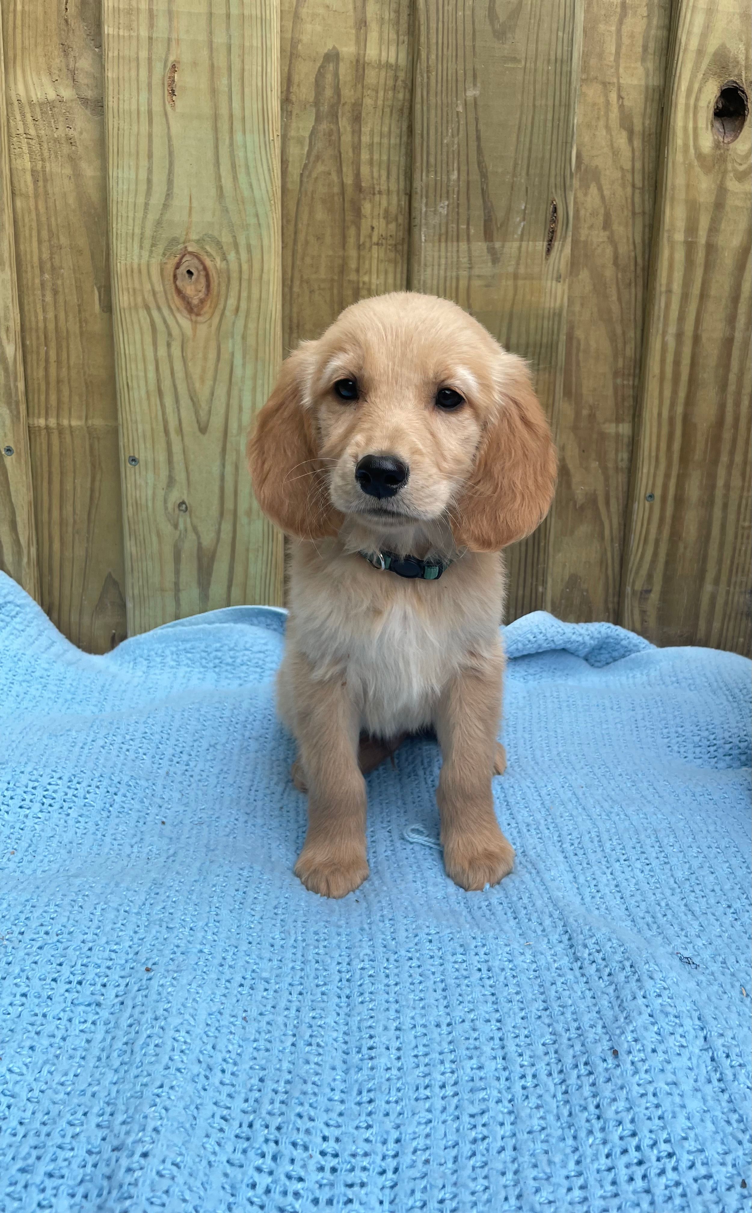 Green – Golden Retriever puppy for sale in Harlem, GA