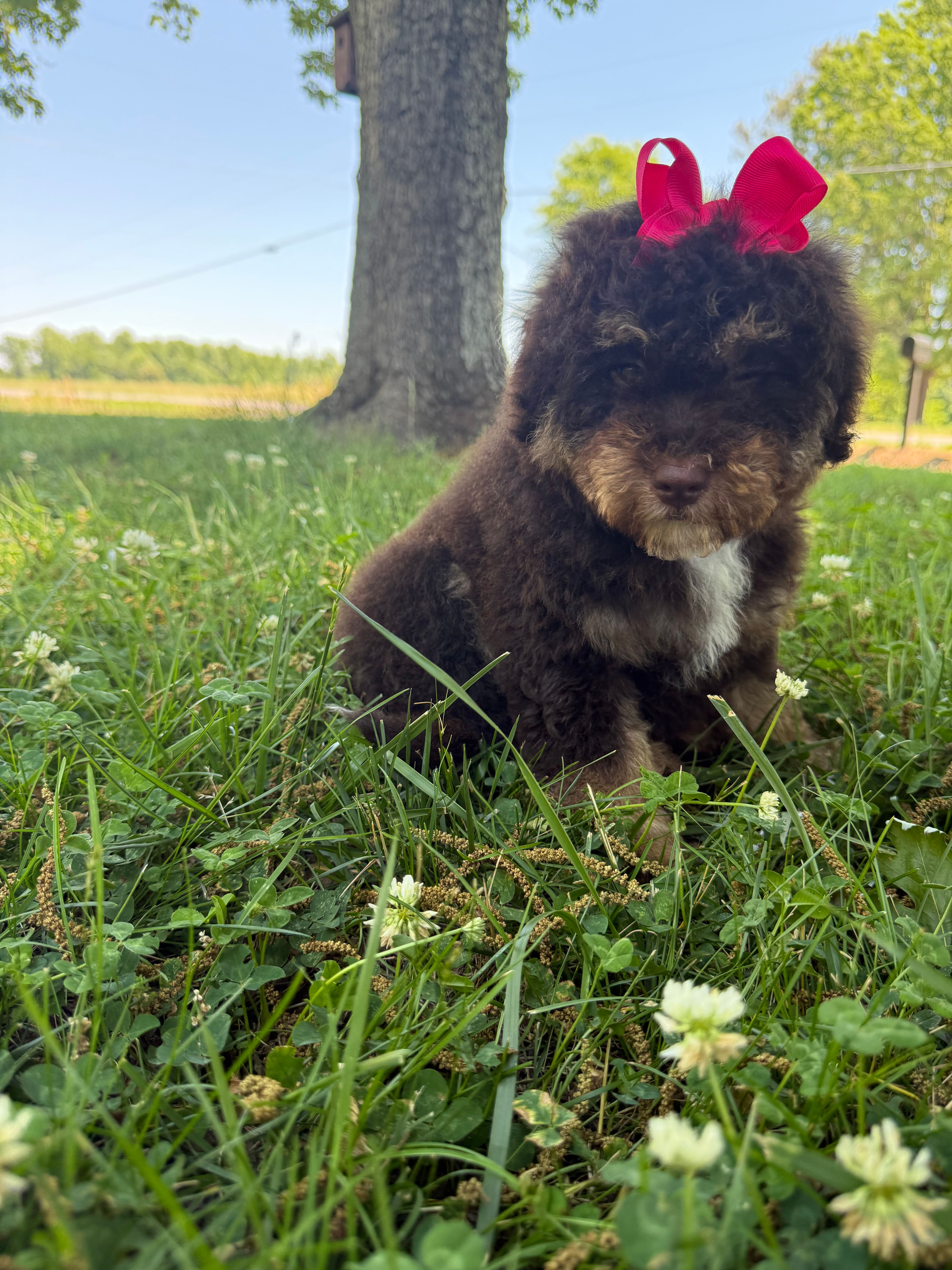 Daisy – Poodle - Miniature  puppy for sale in Bessemer City, NC