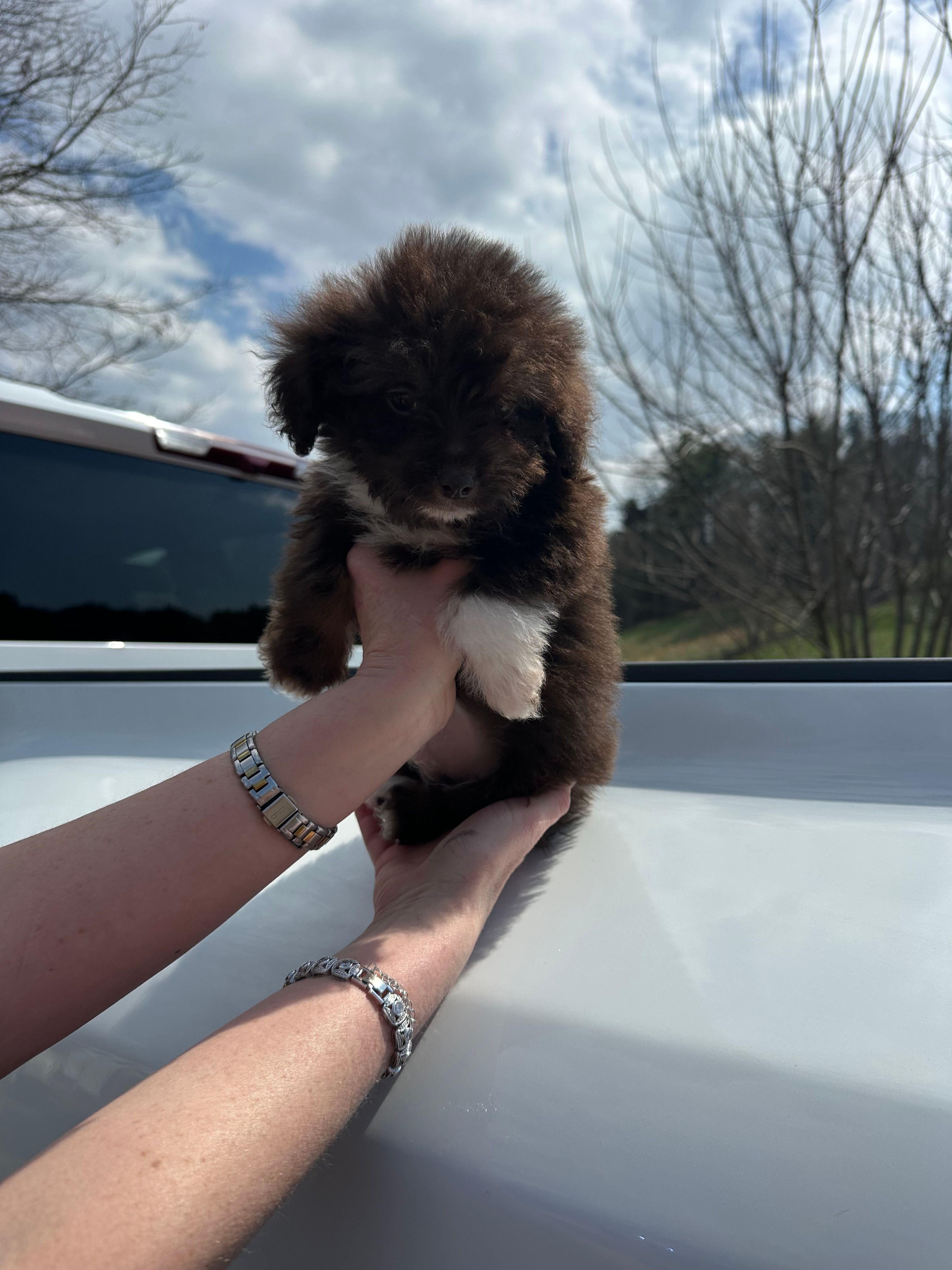 Willy – Miniature Aussiedoodle puppy for sale in Leicester, NC
