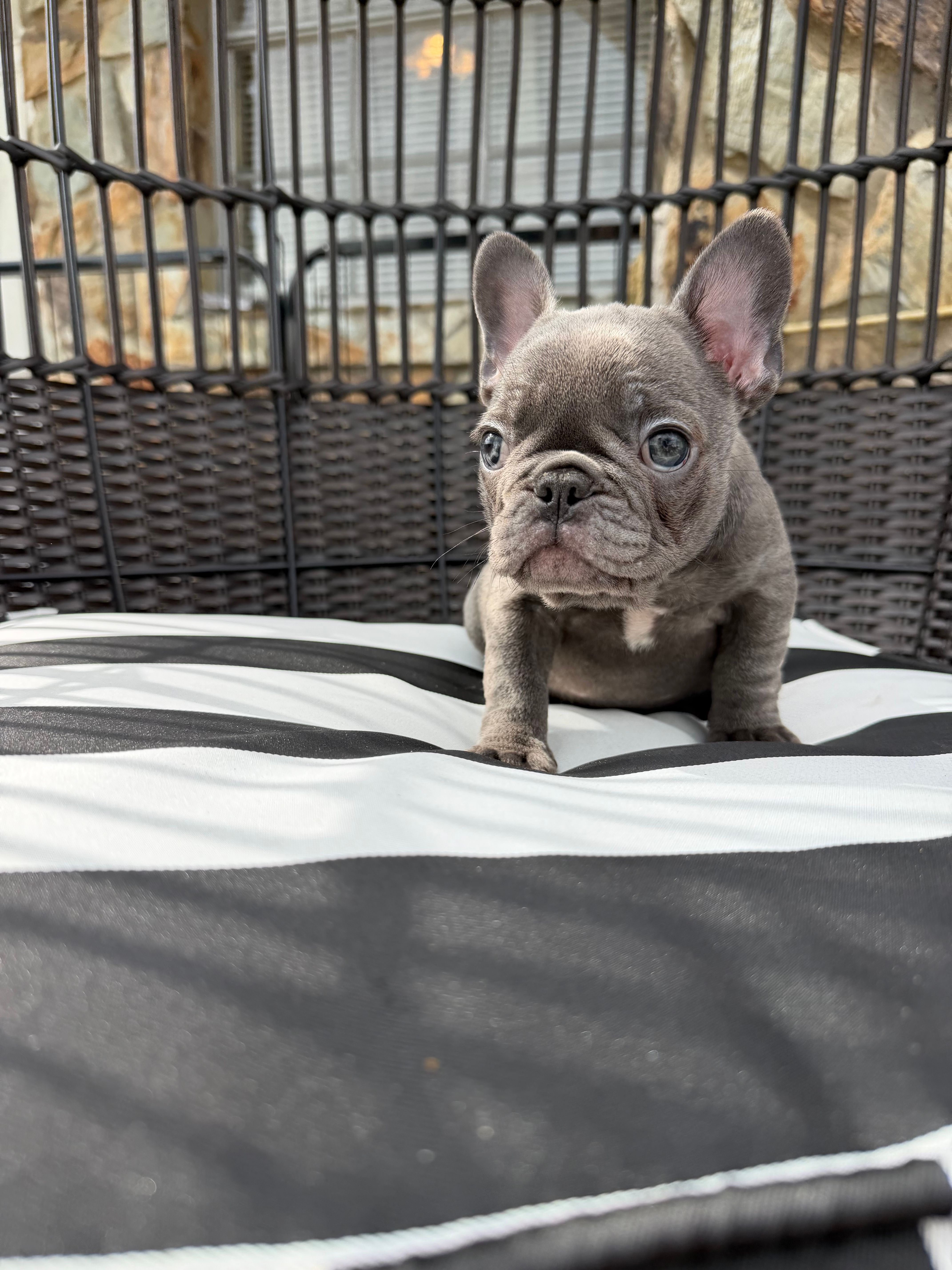 Pamela Anderson  – French Bulldog puppy for sale in Port St. Lucie, FL