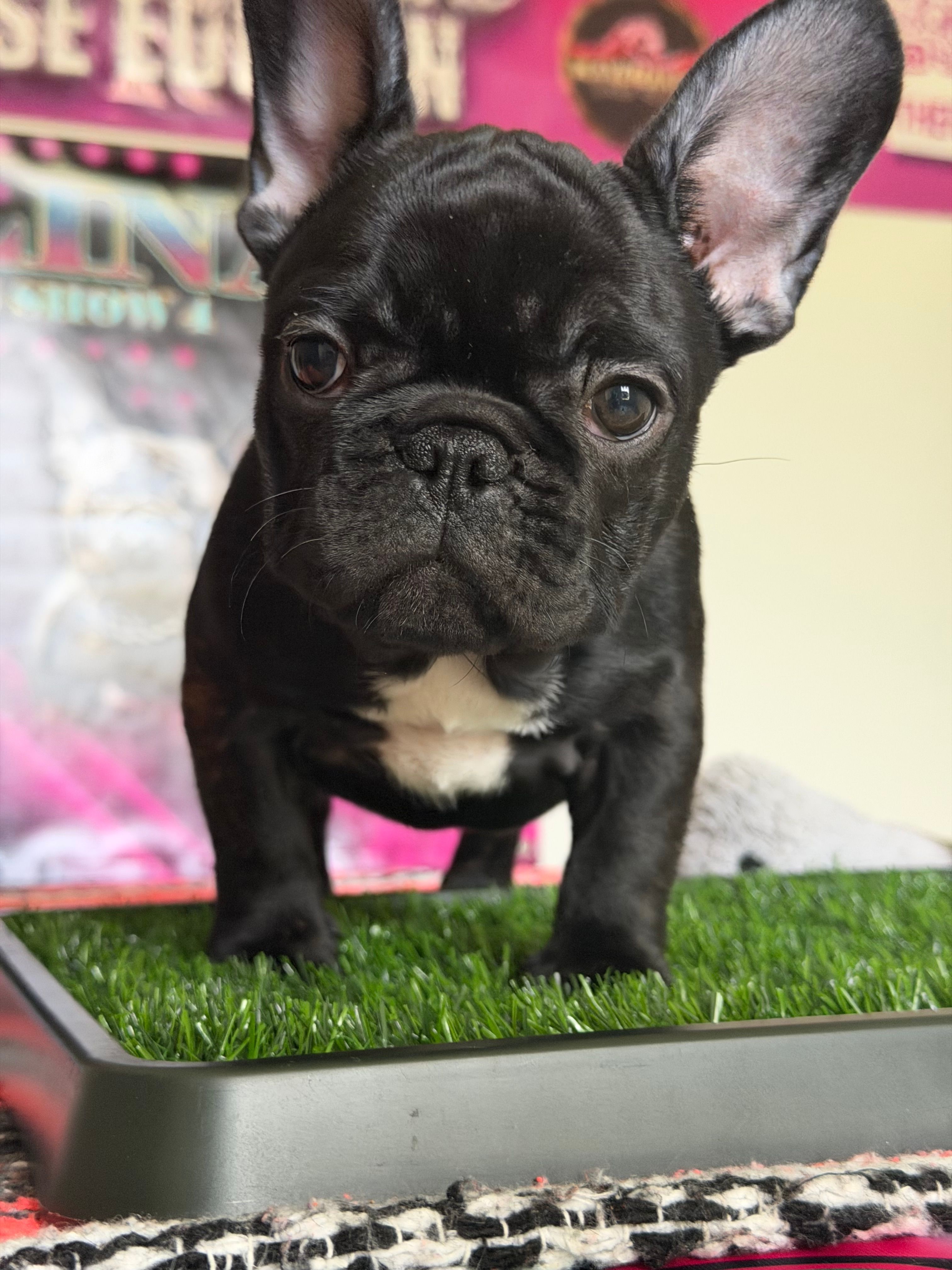 Black Widow  – French Bulldog puppy for sale in Port St. Lucie, FL