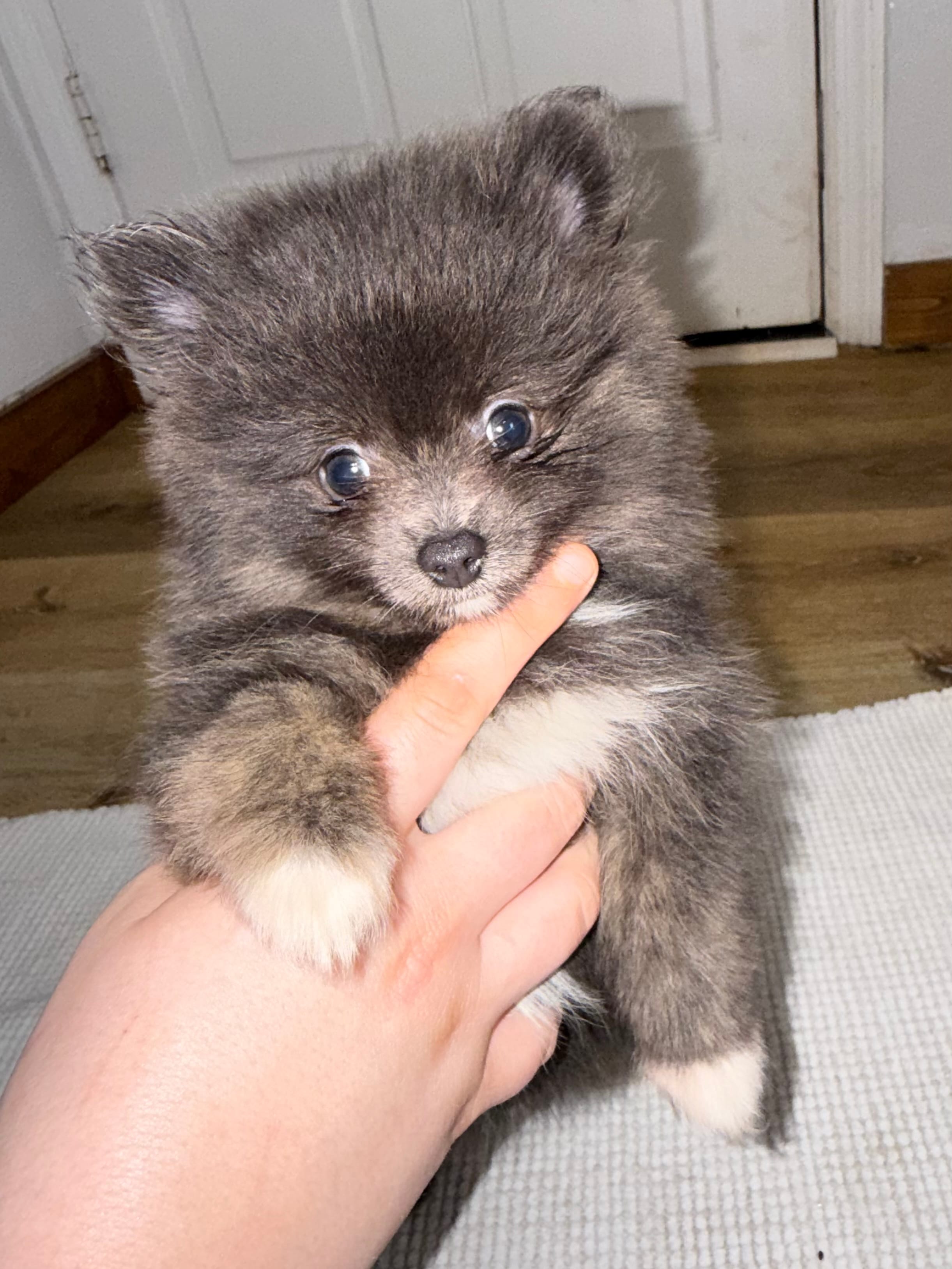 Blu-belle – Pomeranian puppy for sale in Lanett, AL