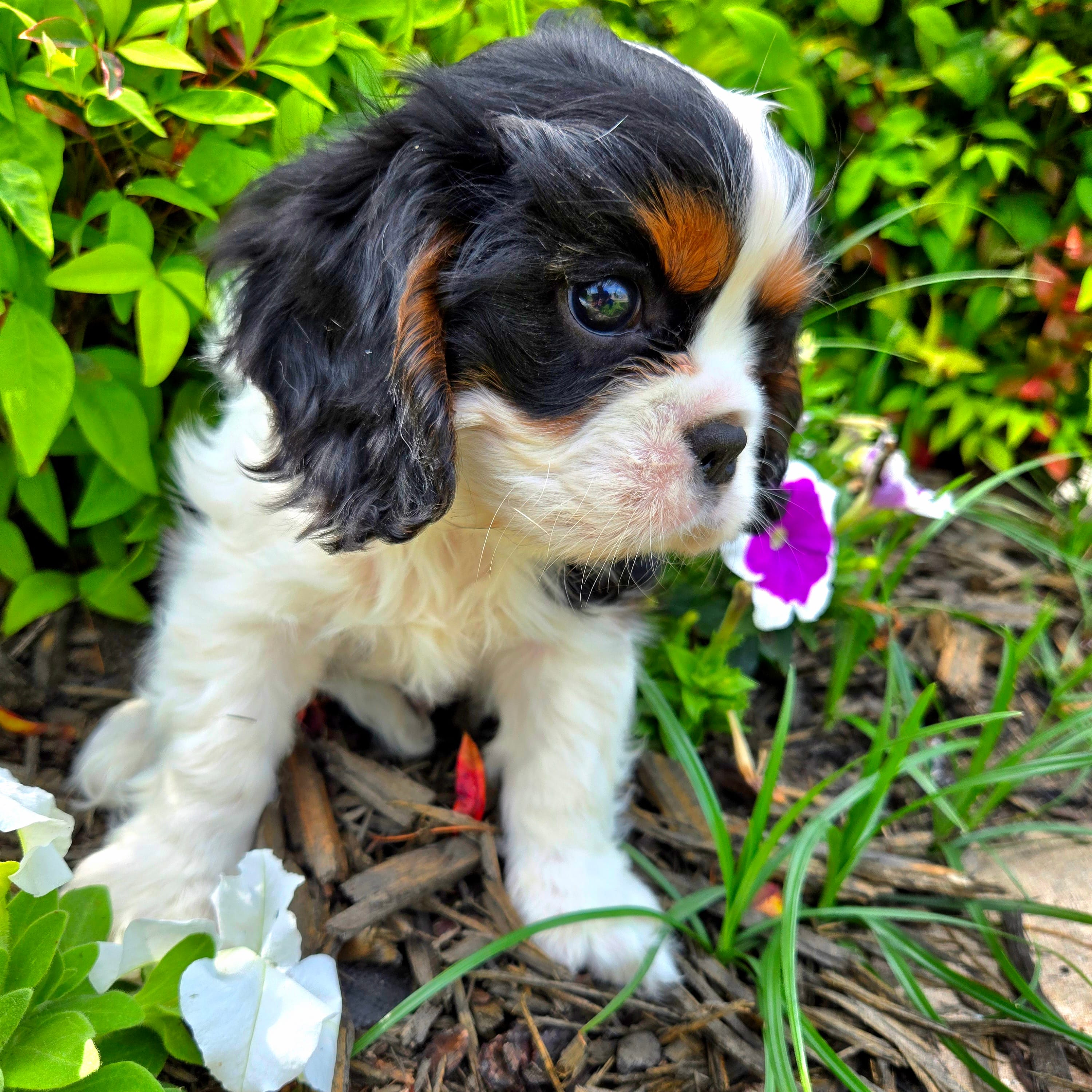 Cal Naughton Jr. – Cavalier King Charles Spaniel puppy for sale in Forney, TX