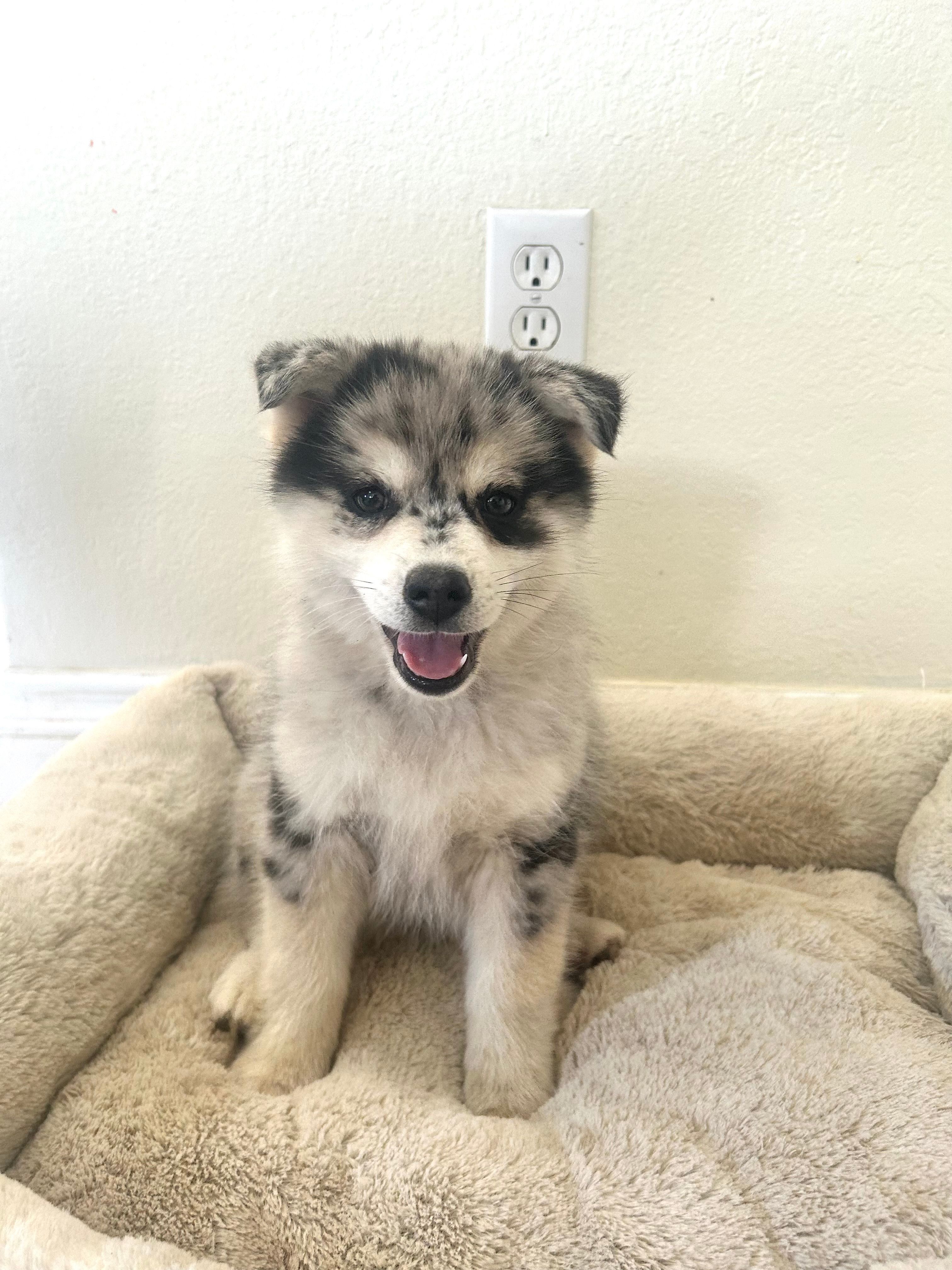 Max – Pomsky puppy for sale in Exeter, CA