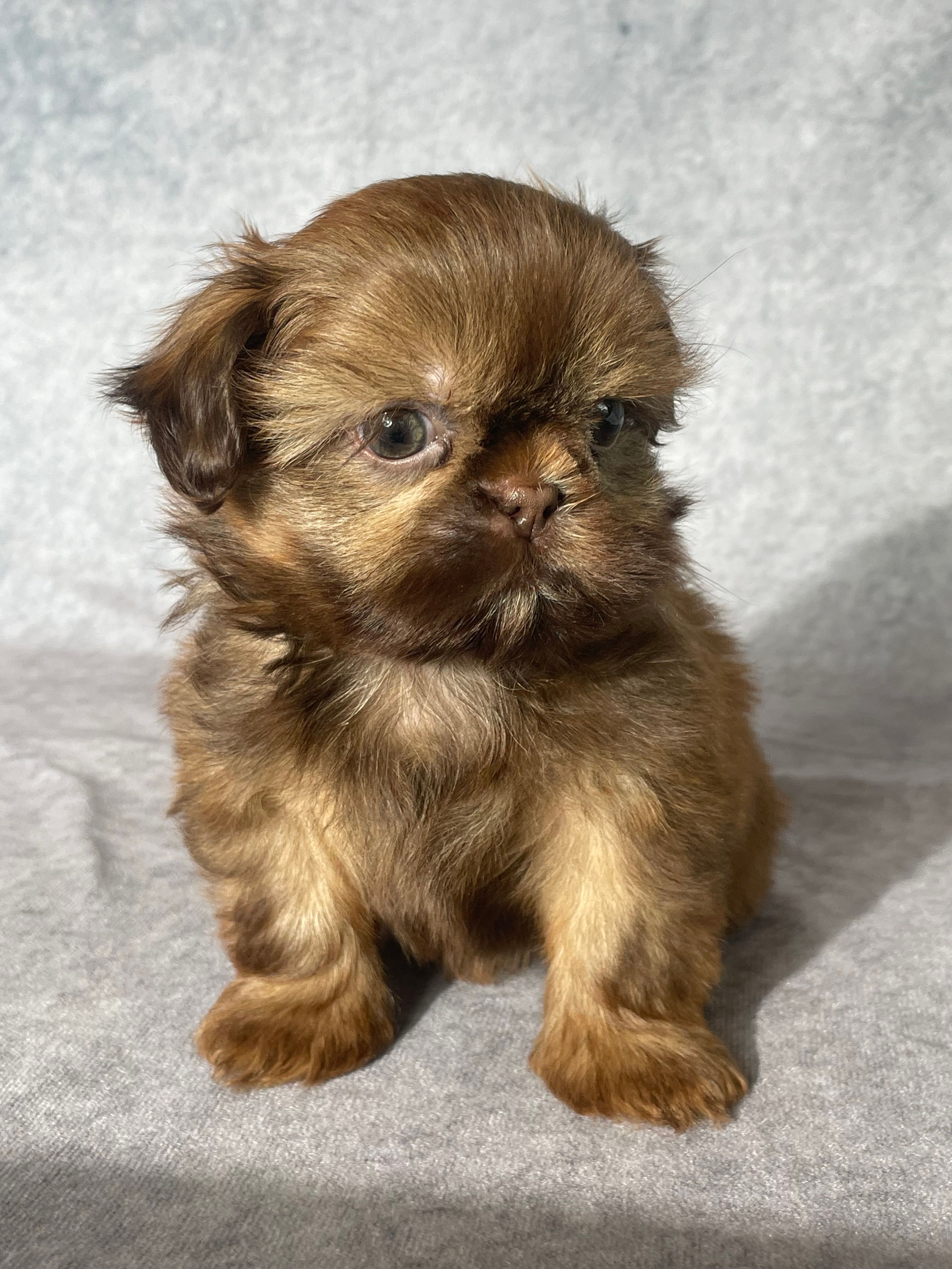 Dallas – Shih Tzu puppy for sale in Orwell, OH