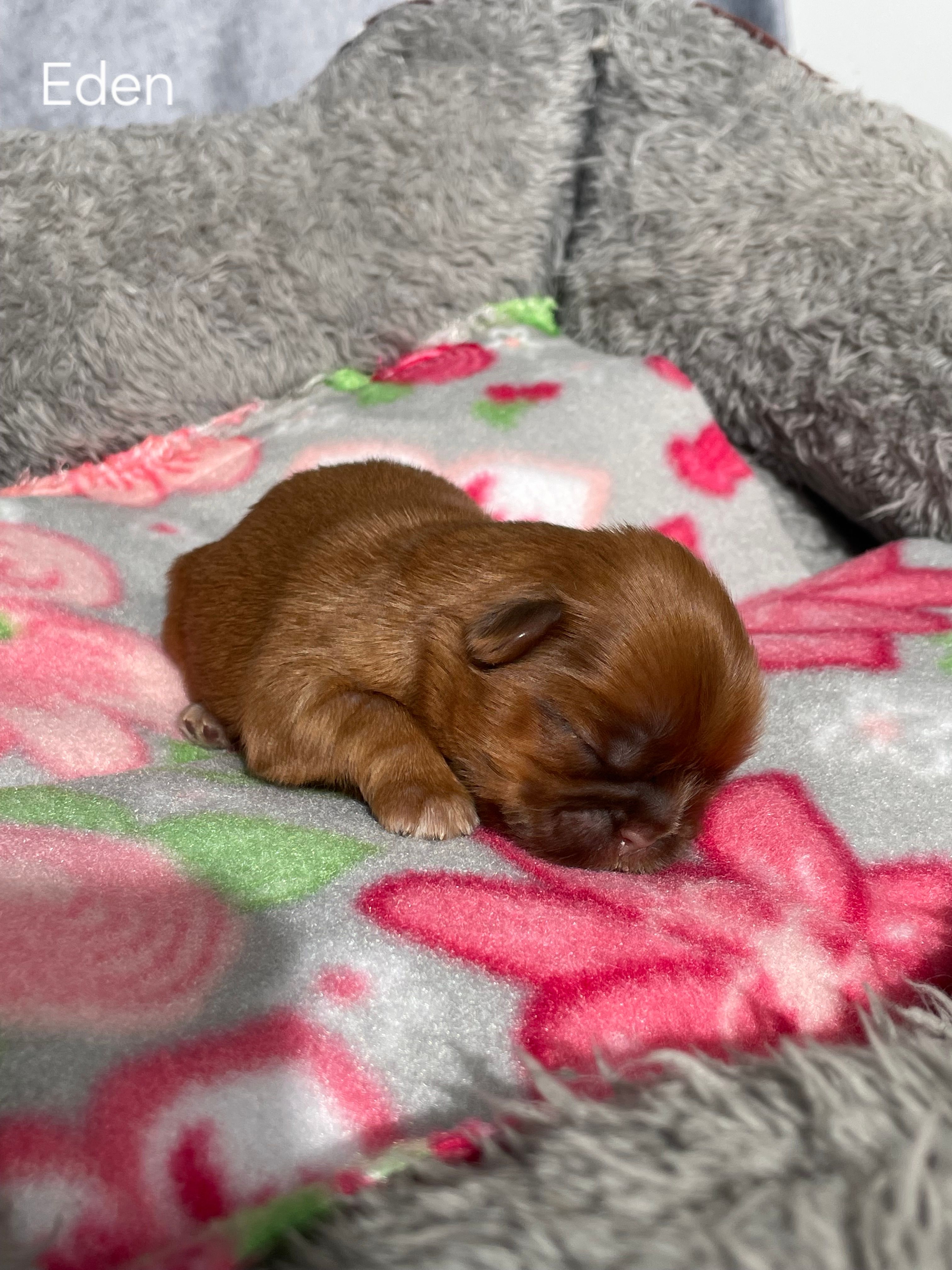 Eden – Shih Tzu puppy for sale in Orwell, OH