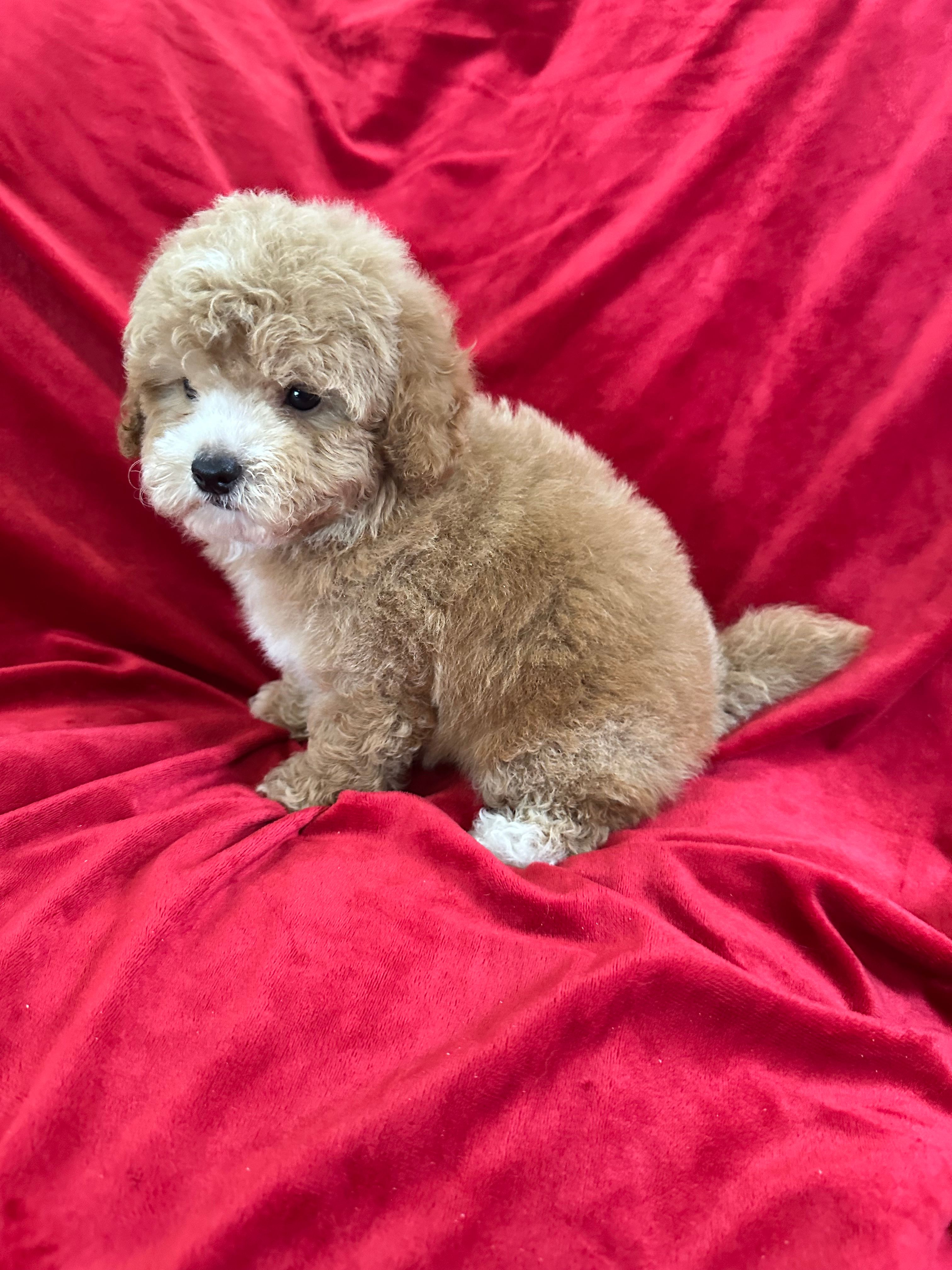Robert – Maltipoo puppy for sale in Valencia, CA