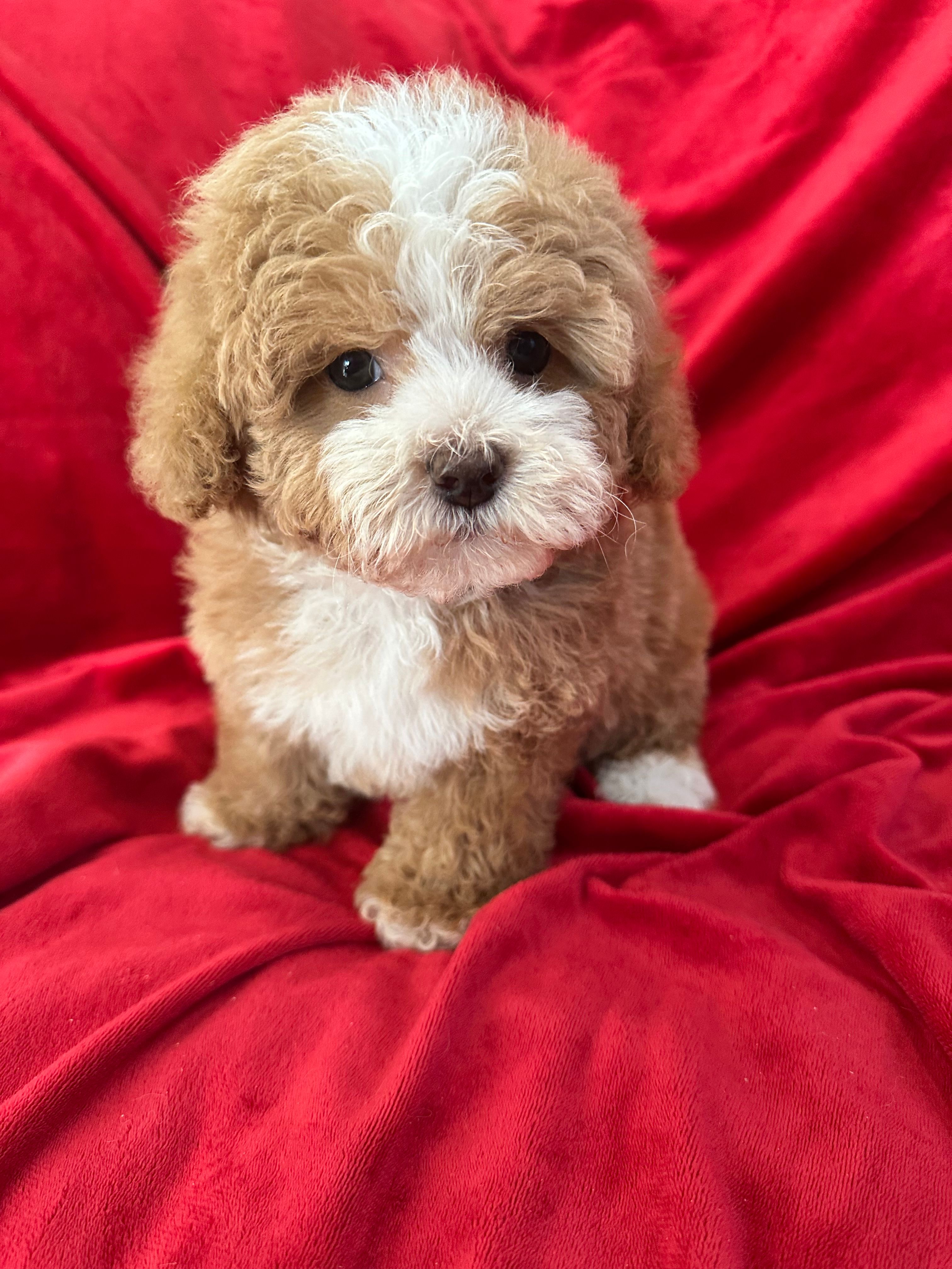 Maggie – Maltipoo puppy for sale in Valencia, CA