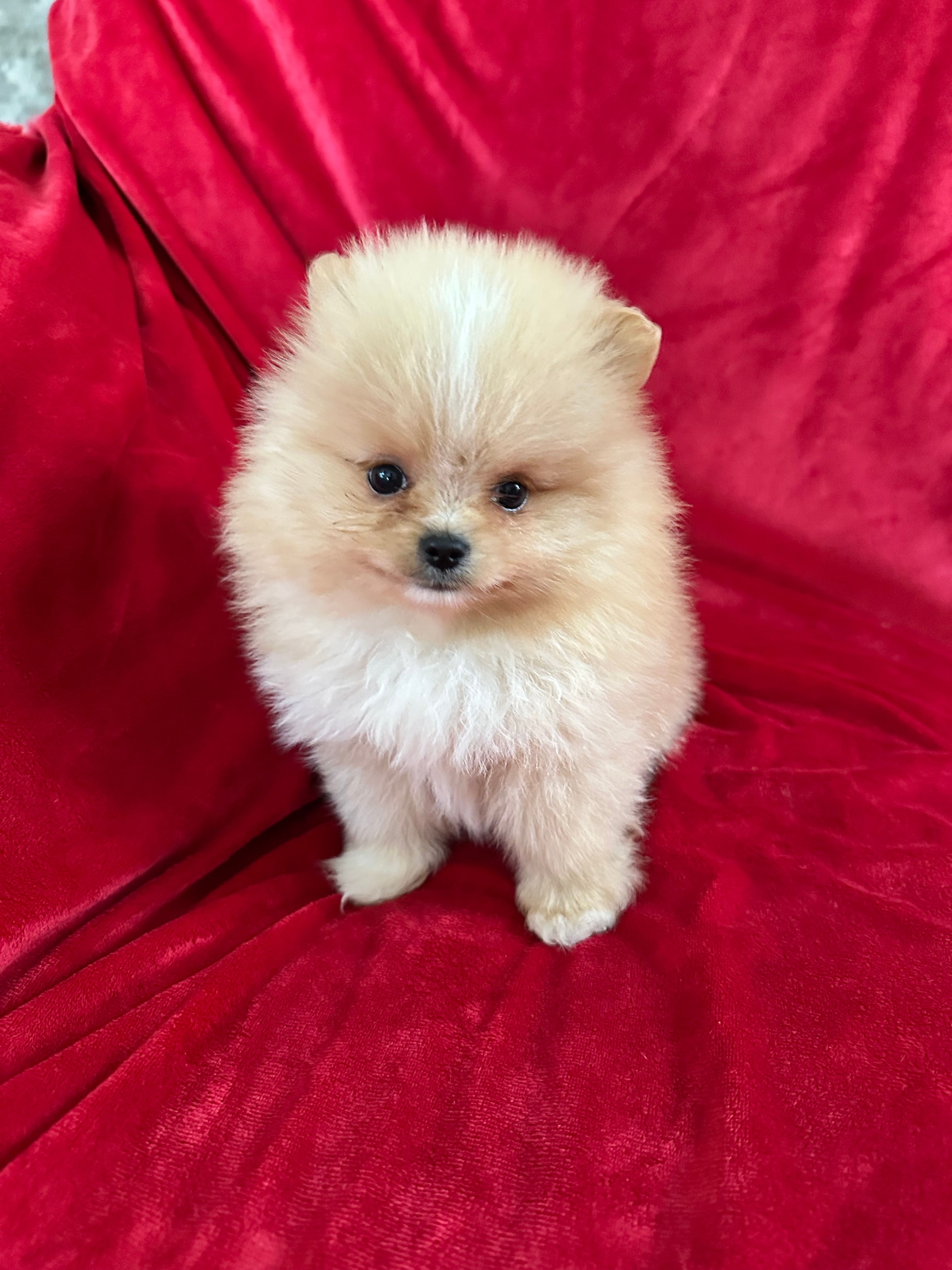 Andy – Pomeranian puppy for sale in Valencia, CA