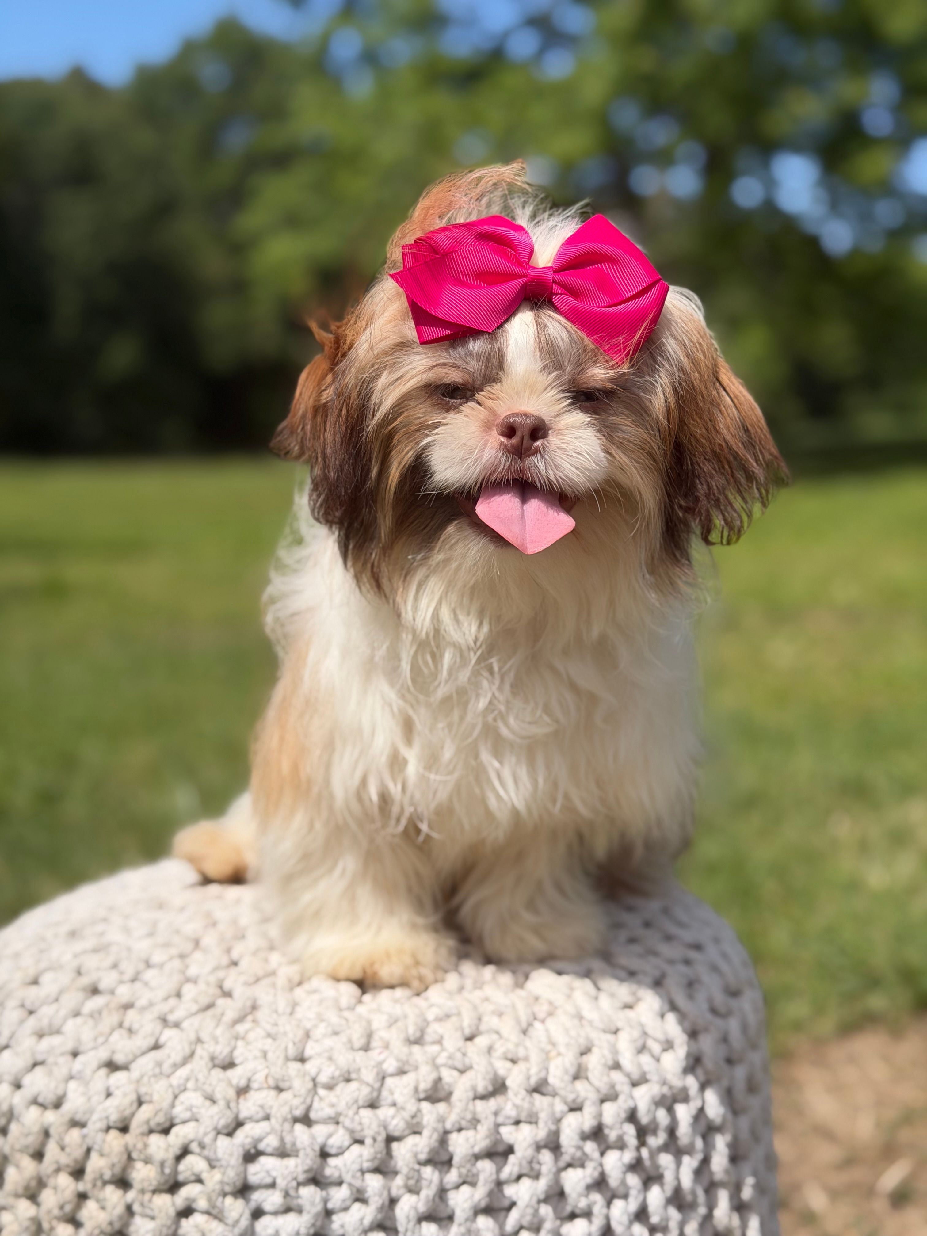 AKC Sable Parti – Shih Tzu puppy for sale in Paducah, KY
