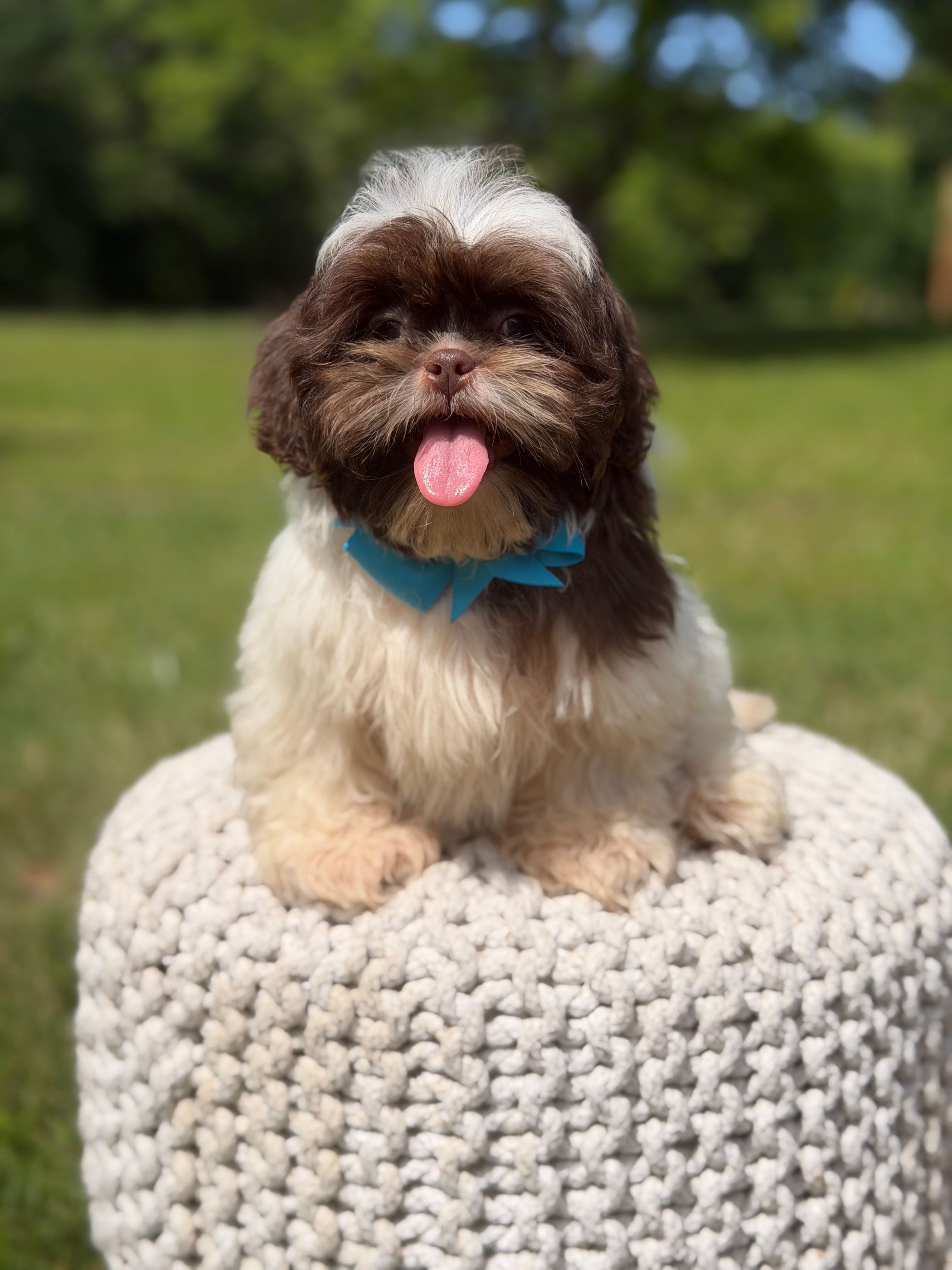 AKC Tristan – Shih Tzu puppy for sale in Paducah, KY