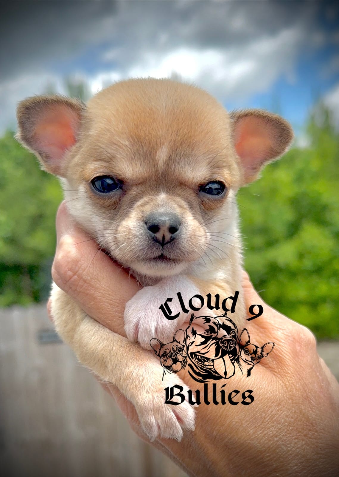 Male 3 – Chihuahua puppy for sale in Myrtle Beach, SC
