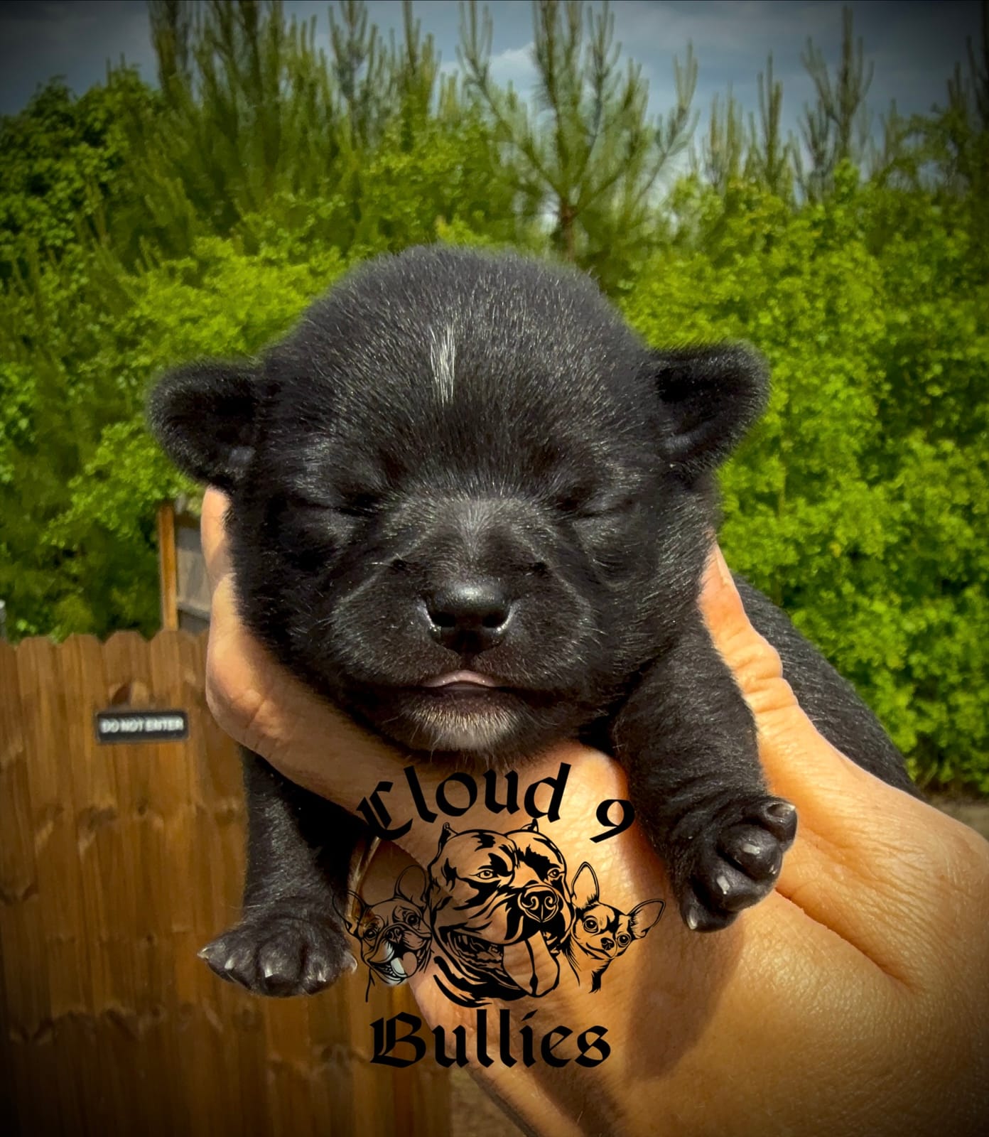Black Female  – Chihuahua puppy for sale in Myrtle Beach, SC
