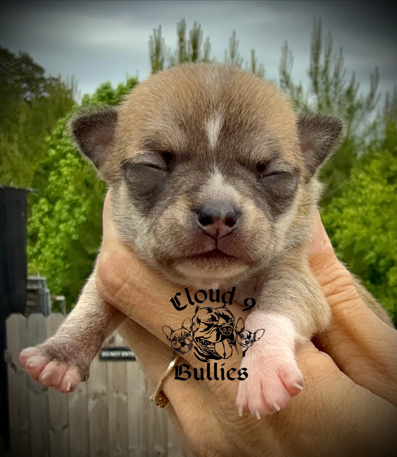 Male 3 – Chihuahua puppy for sale in Myrtle Beach, SC