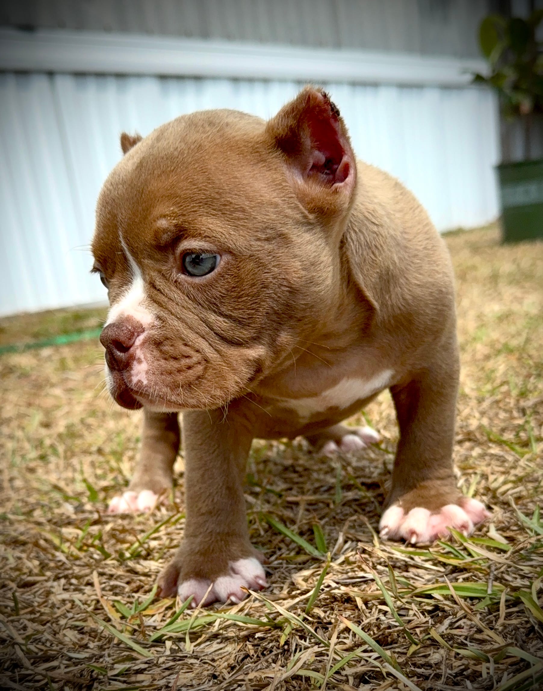Male 3 – American Bully puppy for sale in Myrtle Beach, SC