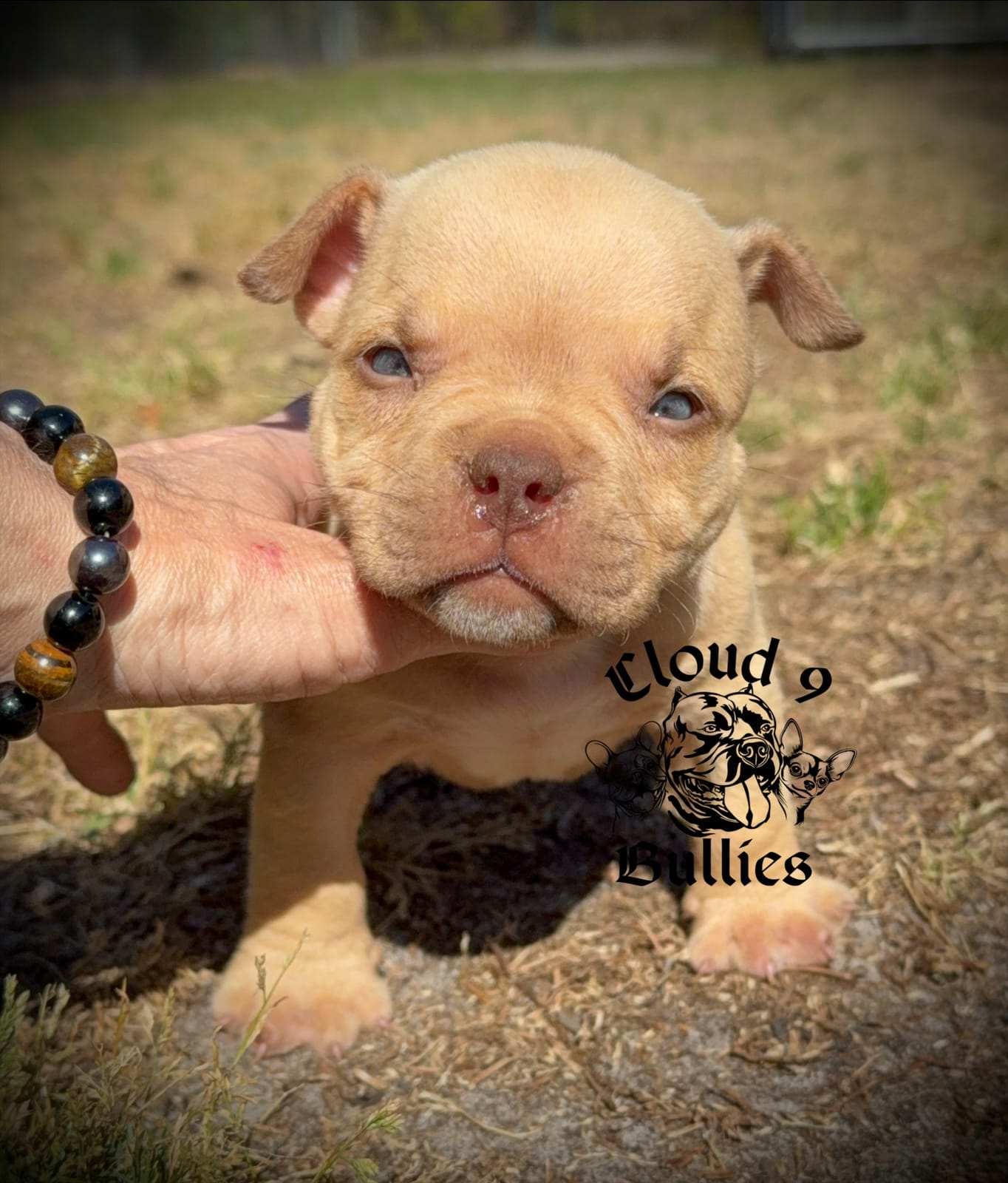 Female  – American Bully puppy for sale in Myrtle Beach, SC