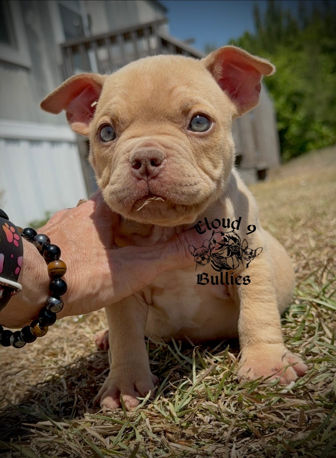 Male 2 – American Bully puppy for sale in Myrtle Beach, SC