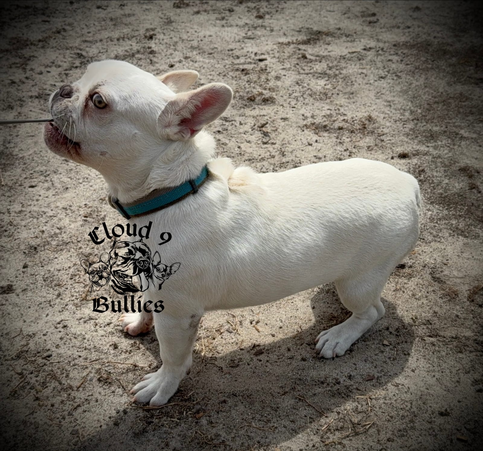 Blank Check – French Bulldog puppy for sale in Myrtle Beach, SC