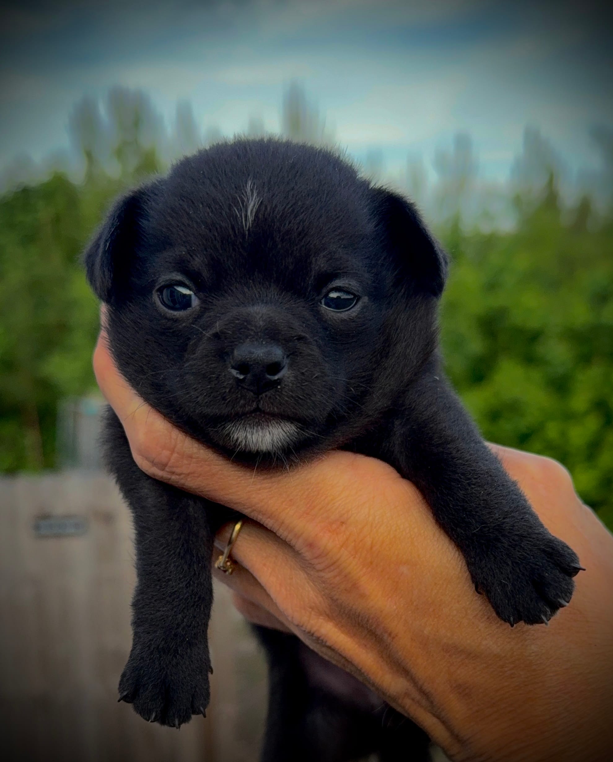 Black Female  – Chihuahua puppy for sale in Myrtle Beach, SC