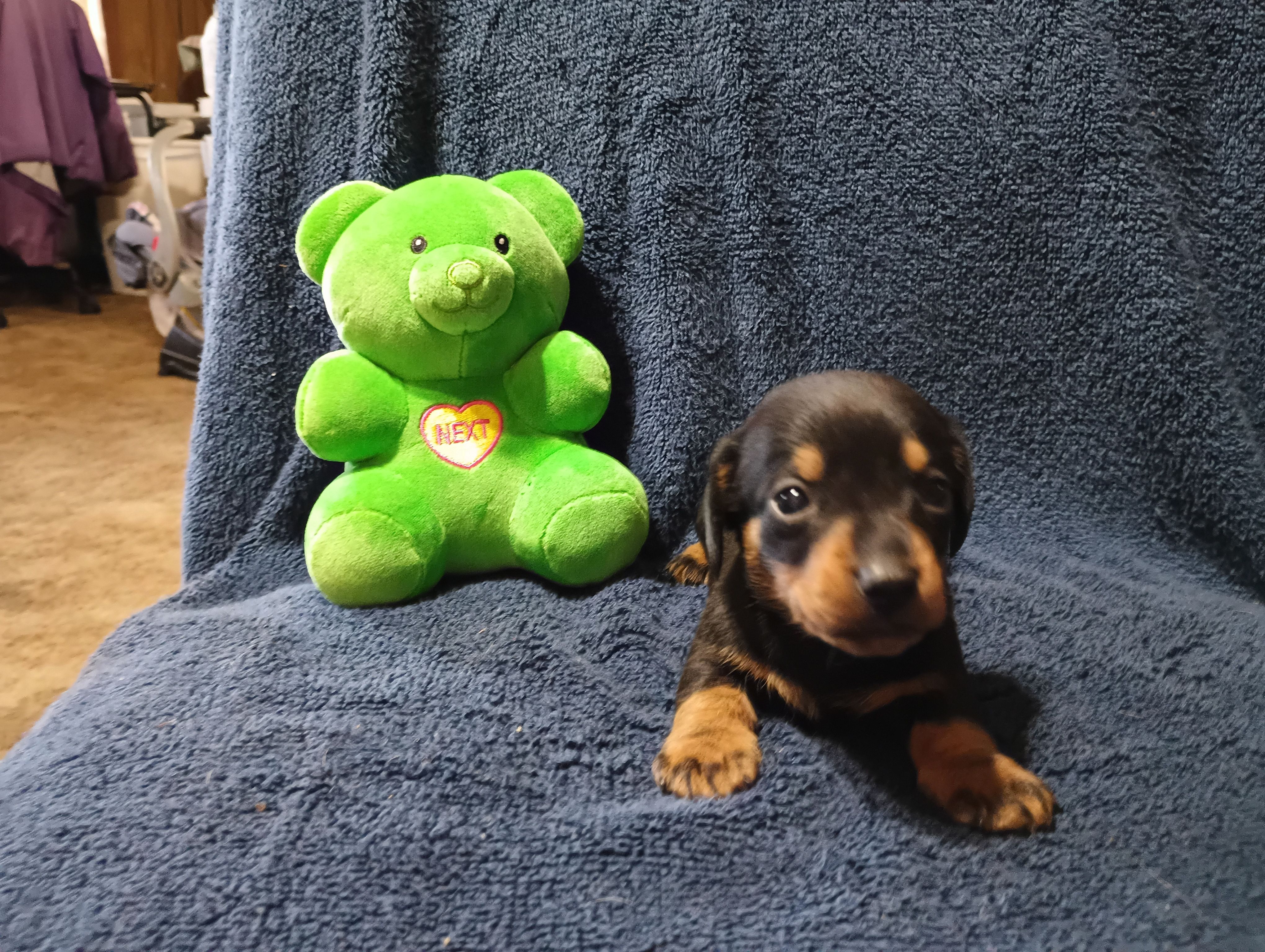 Blacky, a male Miniature Dachshund for sale in Fitzgerald, GA – Photo 5 of 10
