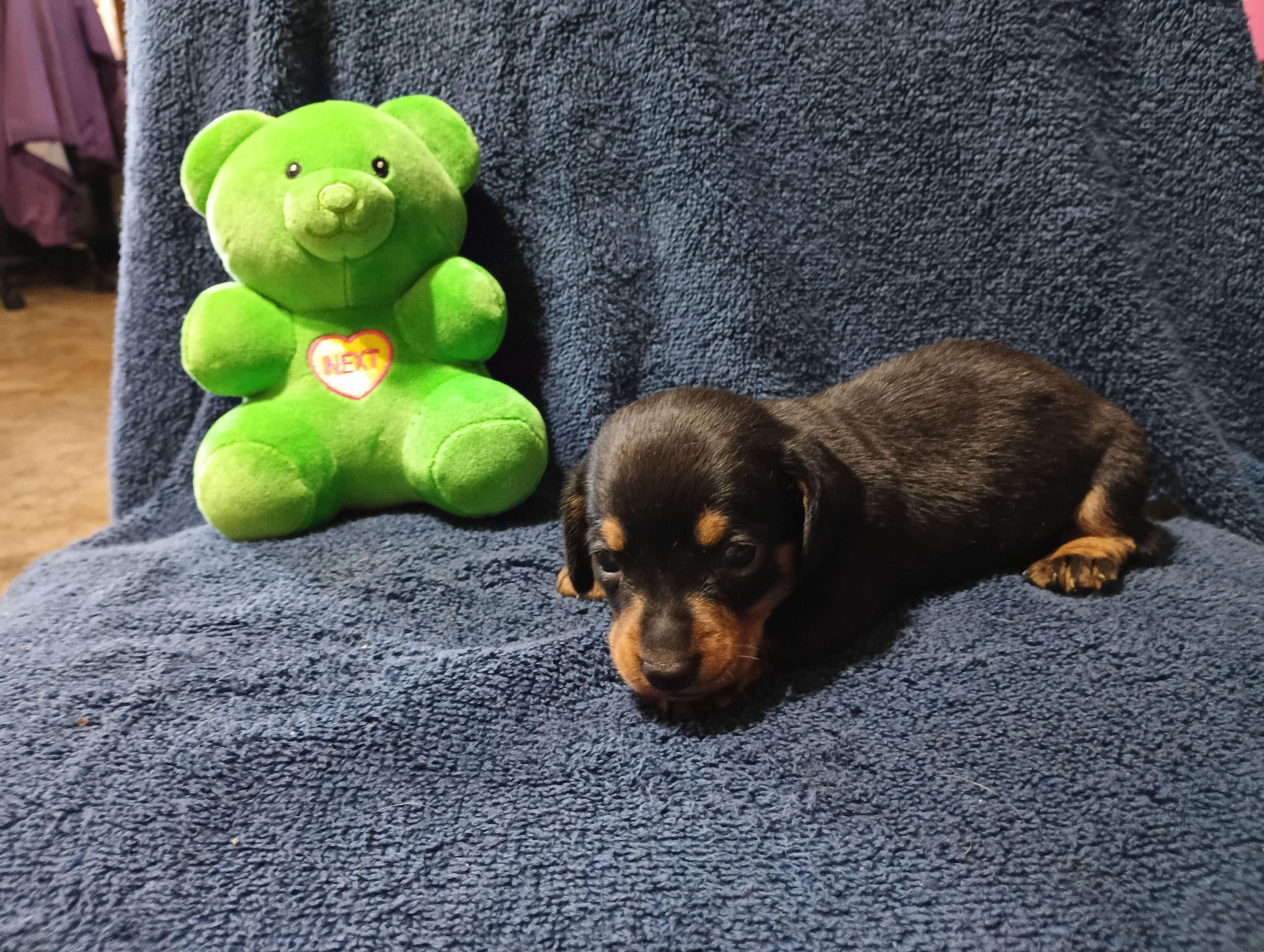 Blacky, a male Miniature Dachshund for sale in Fitzgerald, GA – Photo 4 of 10