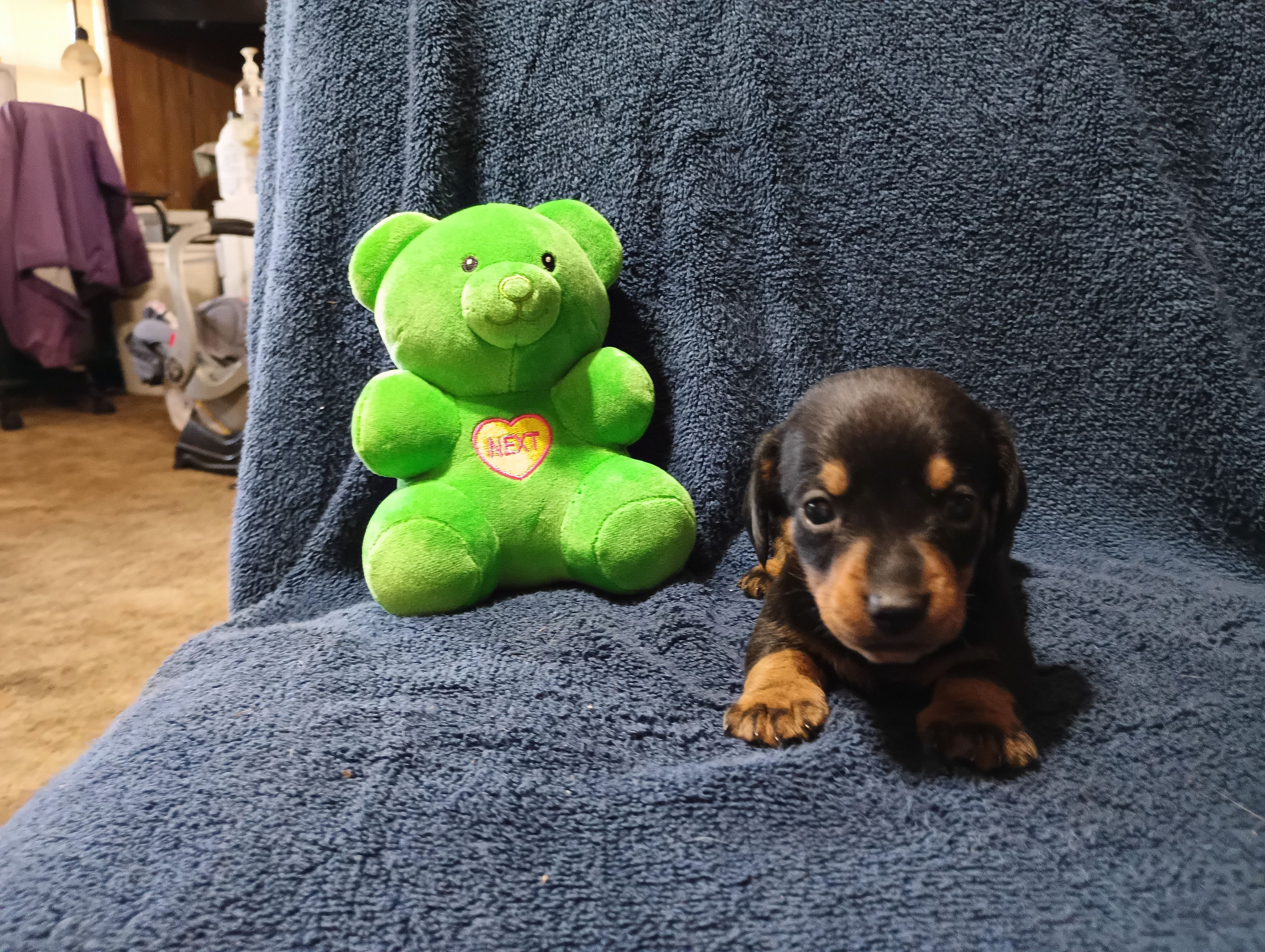 Blacky, a male Miniature Dachshund for sale in Fitzgerald, GA – Photo 10 of 10