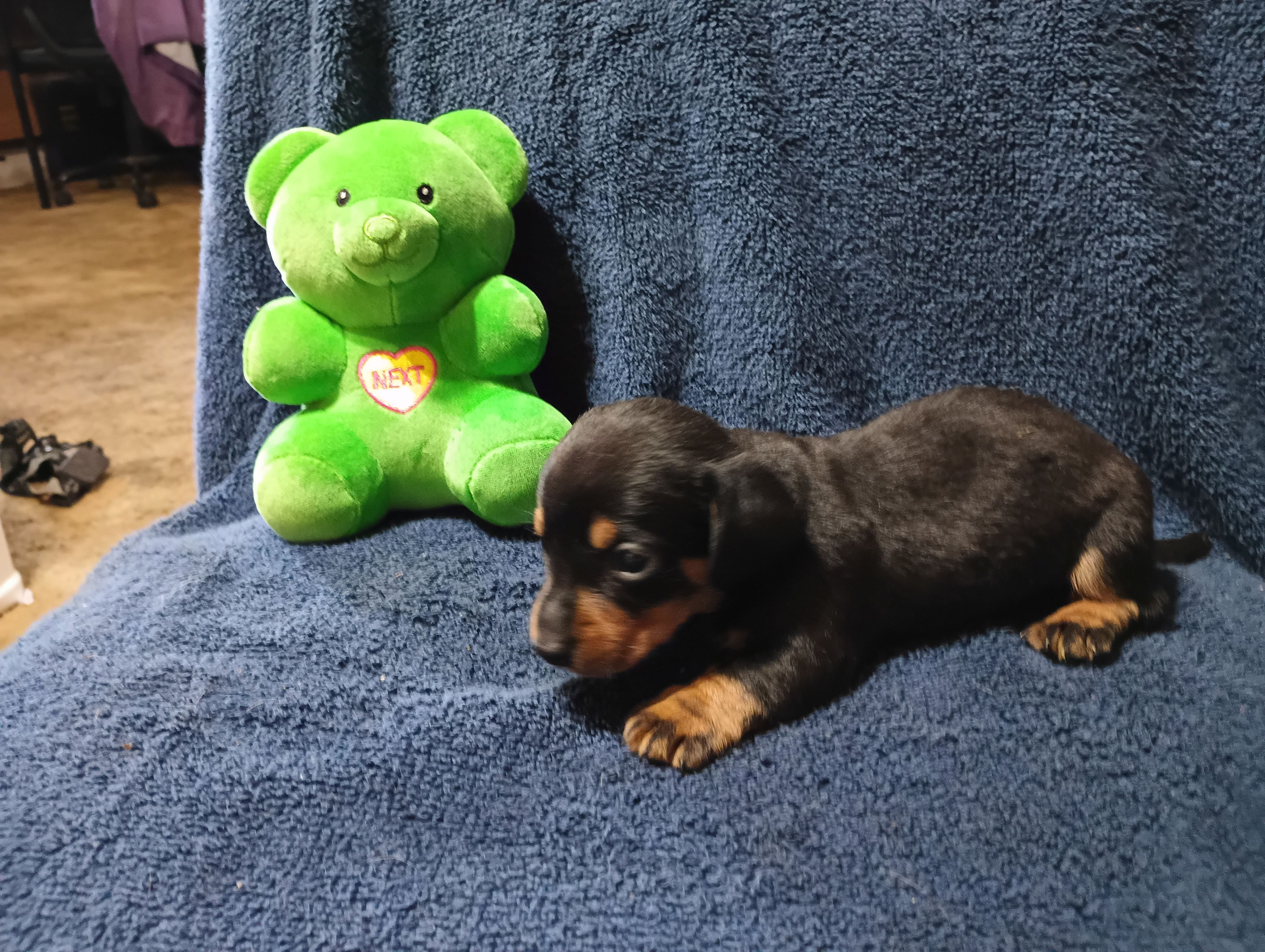 Blacky, a male Miniature Dachshund for sale in Fitzgerald, GA – Photo 9 of 10
