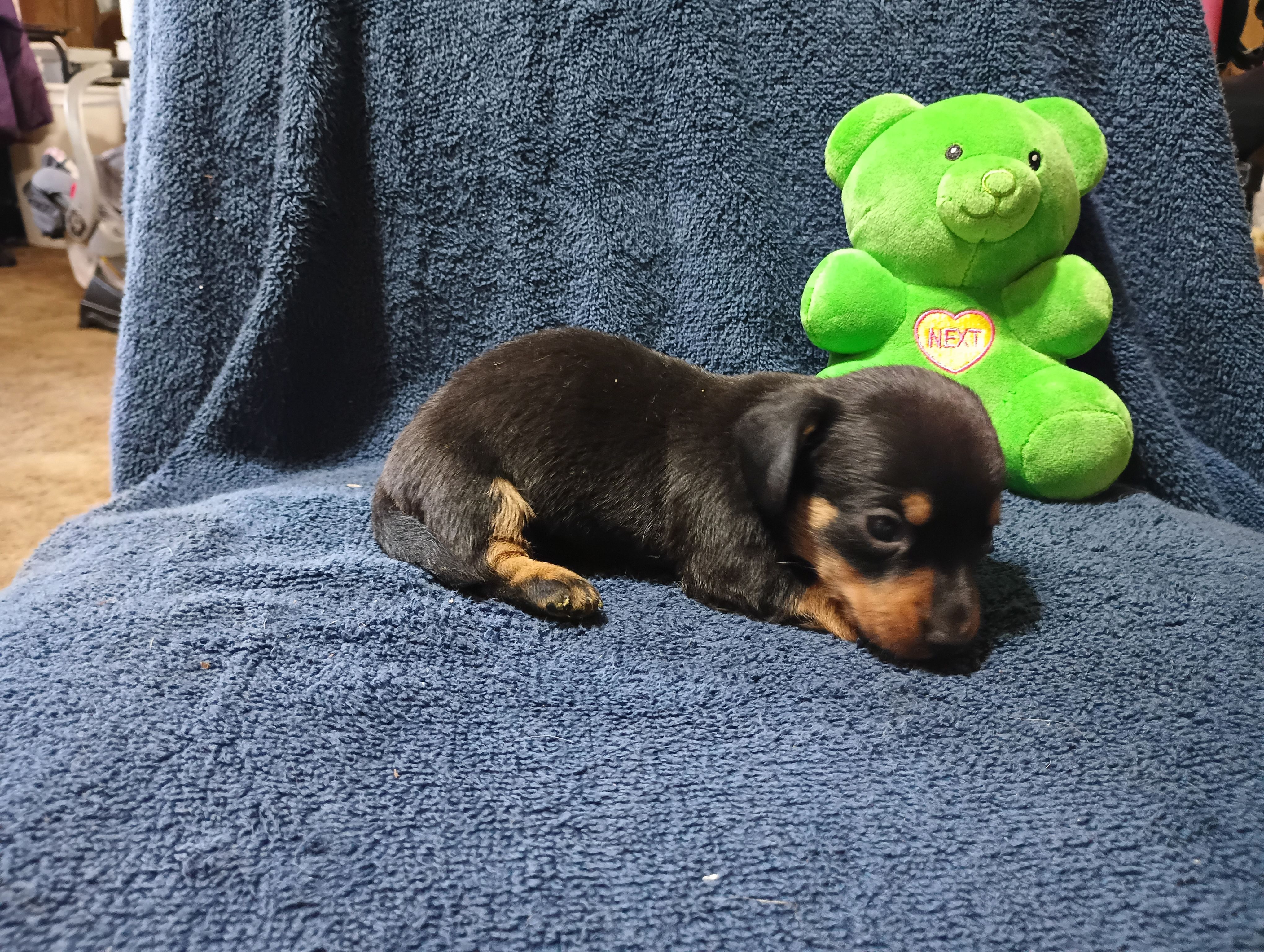 Blacky, a male Miniature Dachshund for sale in Fitzgerald, GA – Photo 6 of 10