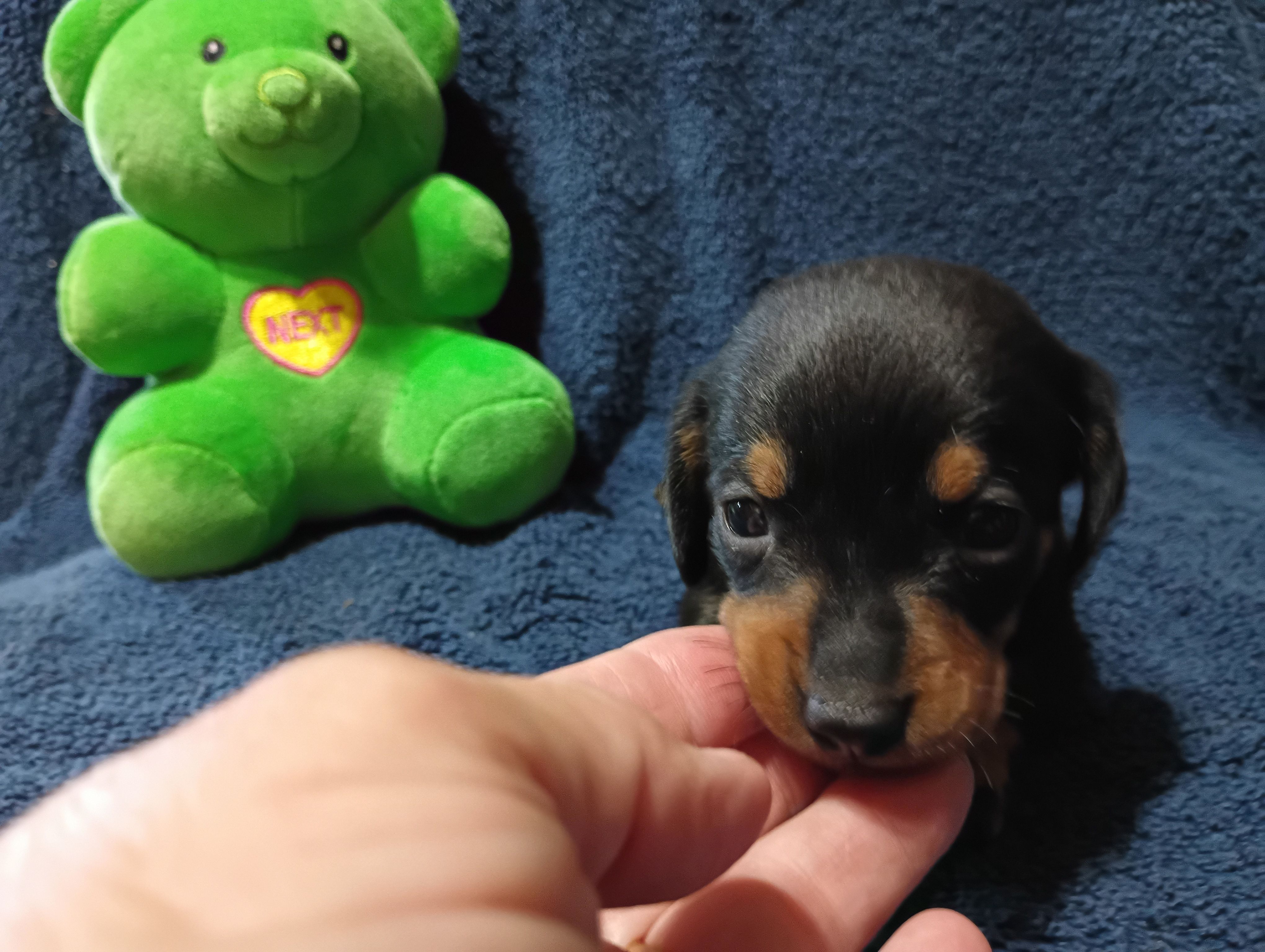 Blacky, a male Miniature Dachshund for sale in Fitzgerald, GA – Photo 3 of 10