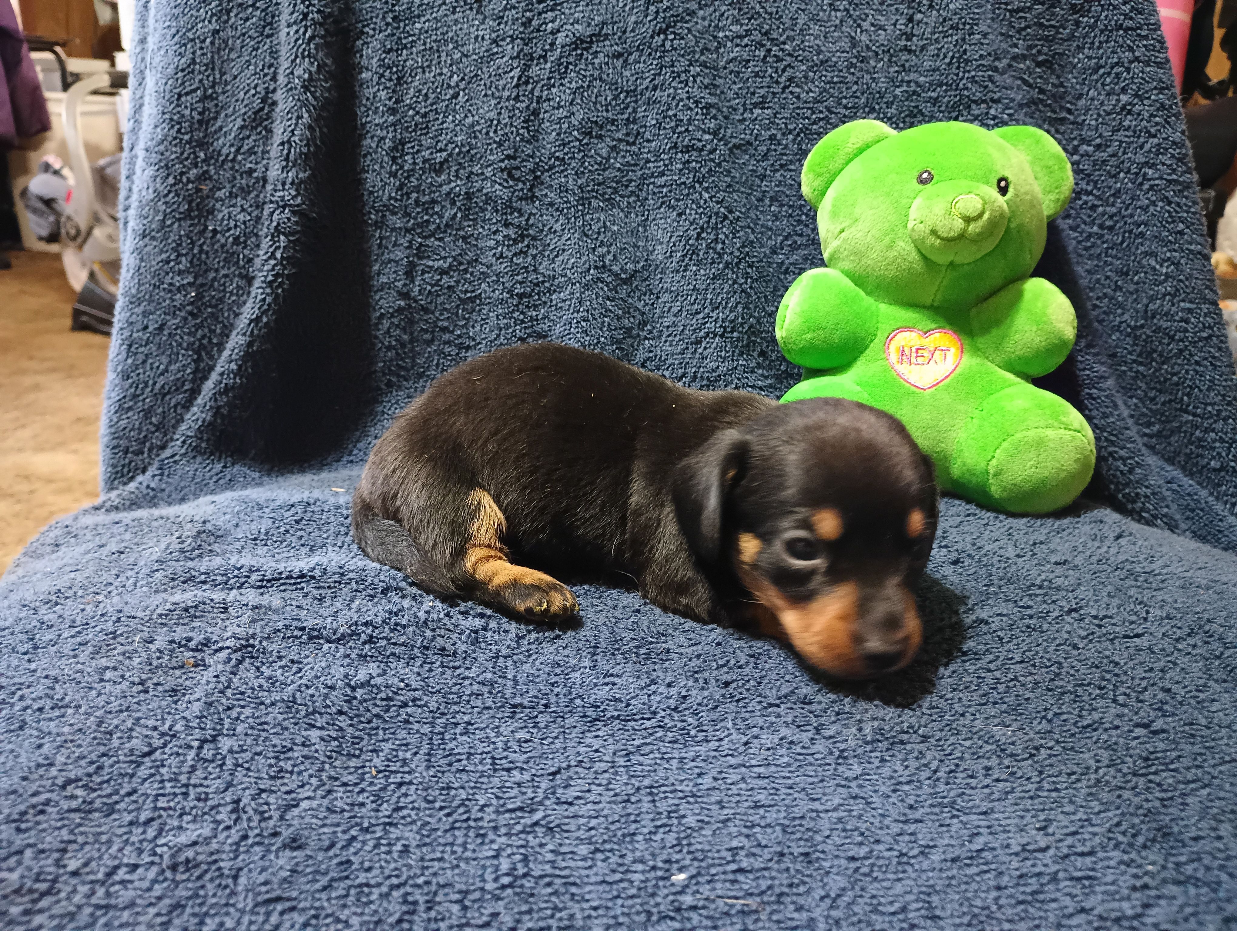 Blacky, a male Miniature Dachshund for sale in Fitzgerald, GA – Photo 8 of 10