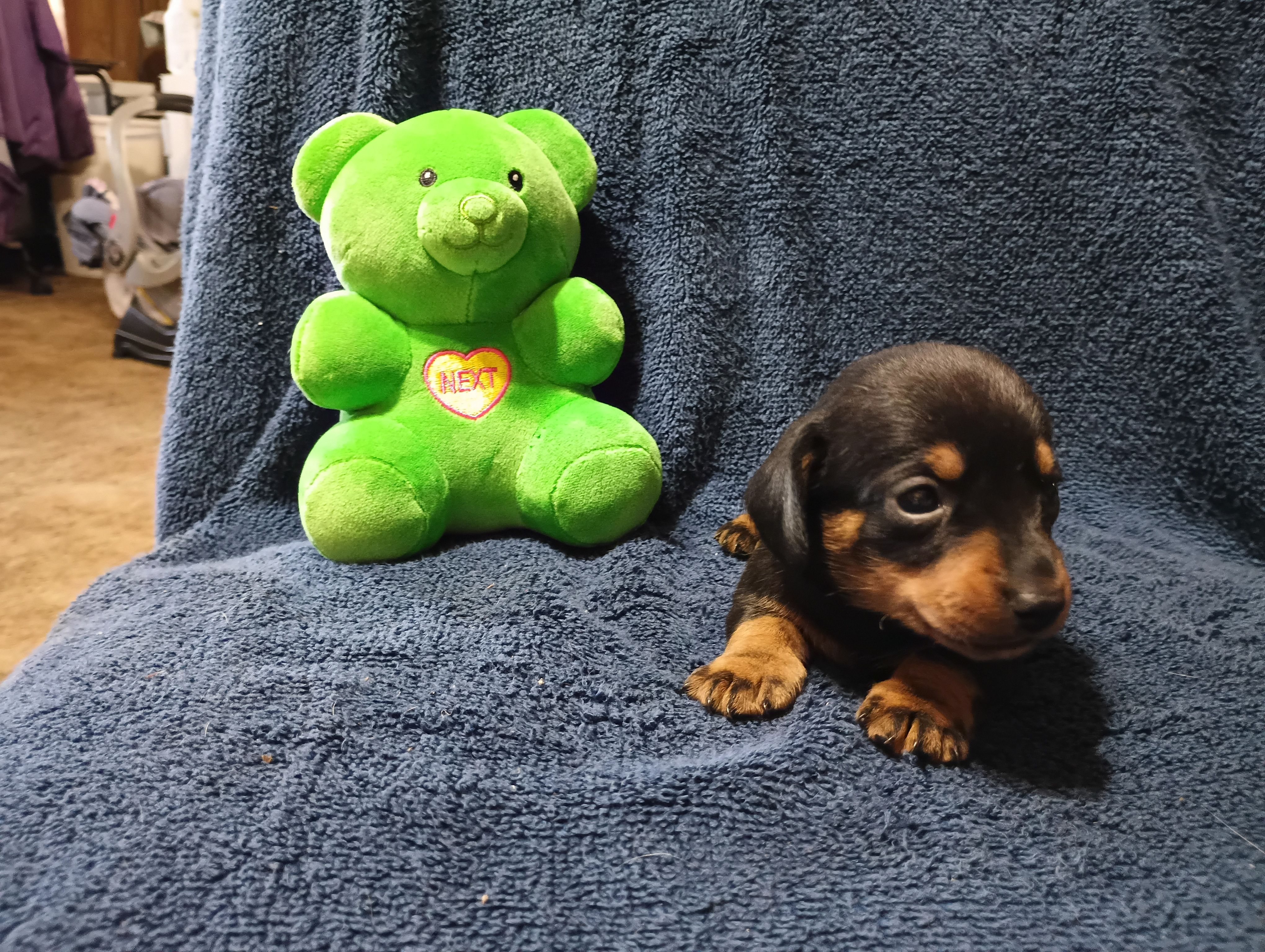 Blacky, a male Miniature Dachshund for sale in Fitzgerald, GA – Photo 2 of 10