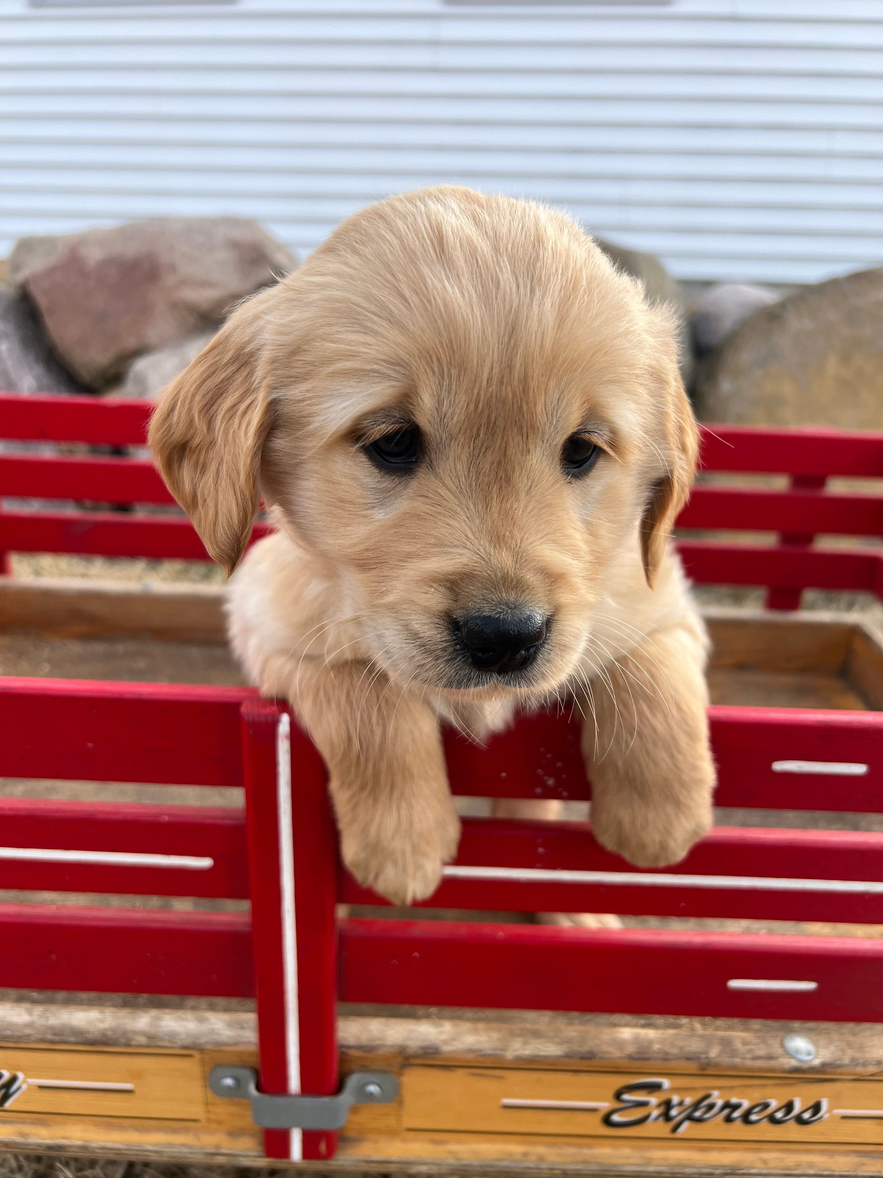 Bella – Golden Retriever puppy for sale in Coloma, WI