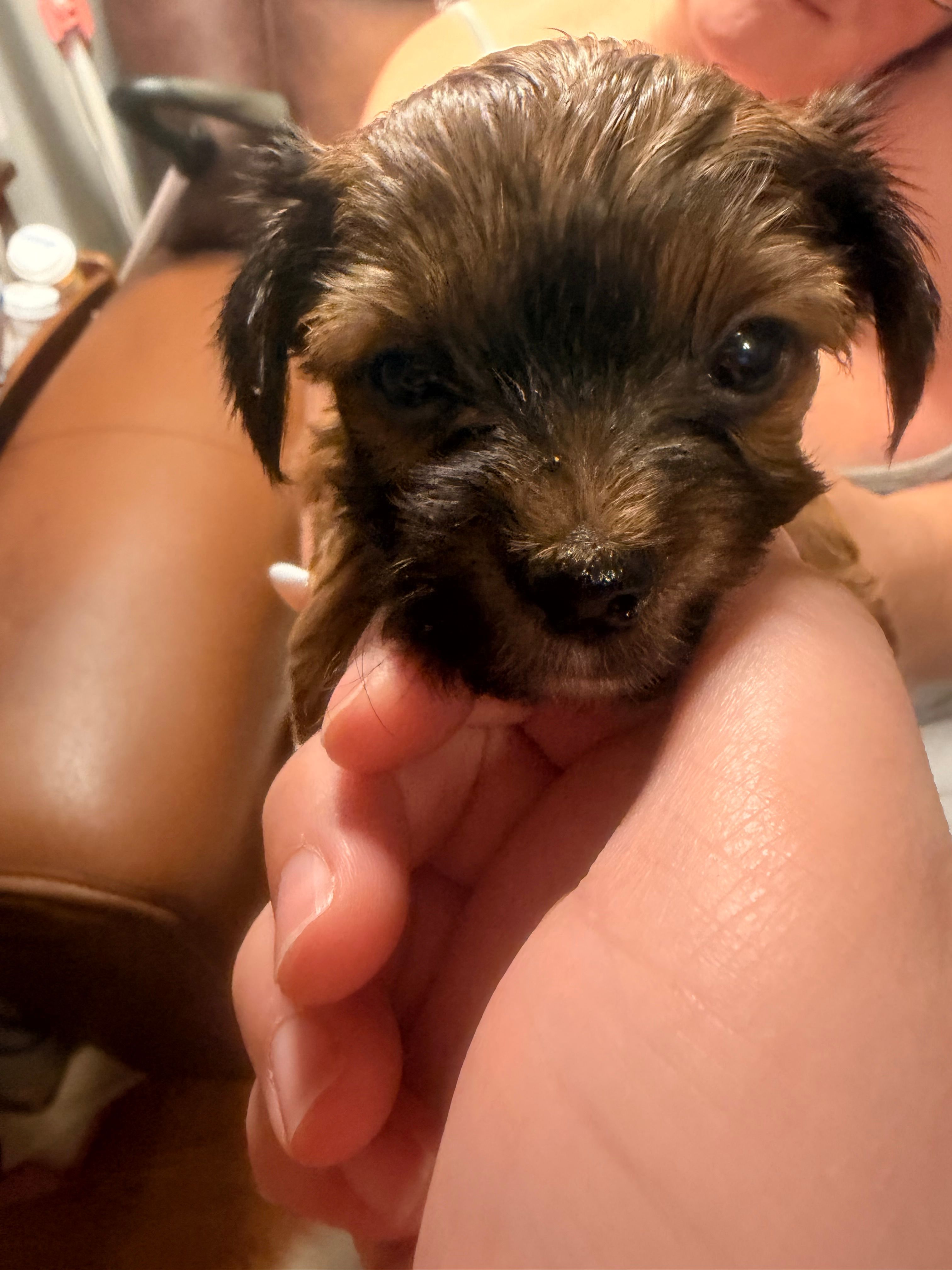 AKC Boy – Yorkshire Terrier puppy for sale in Scranton, PA