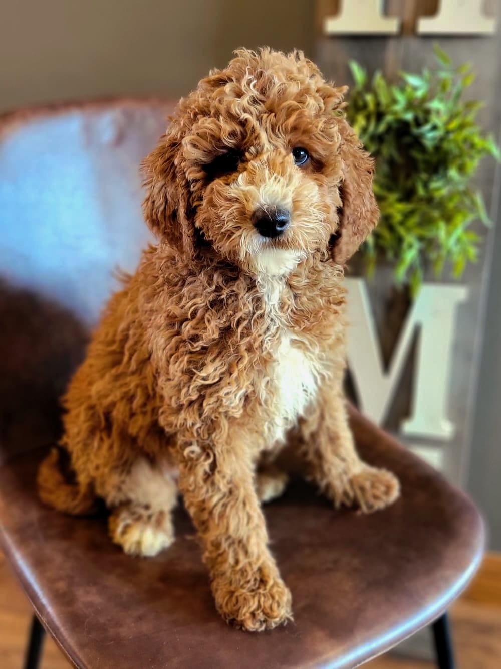 Artemisia-medium f1b